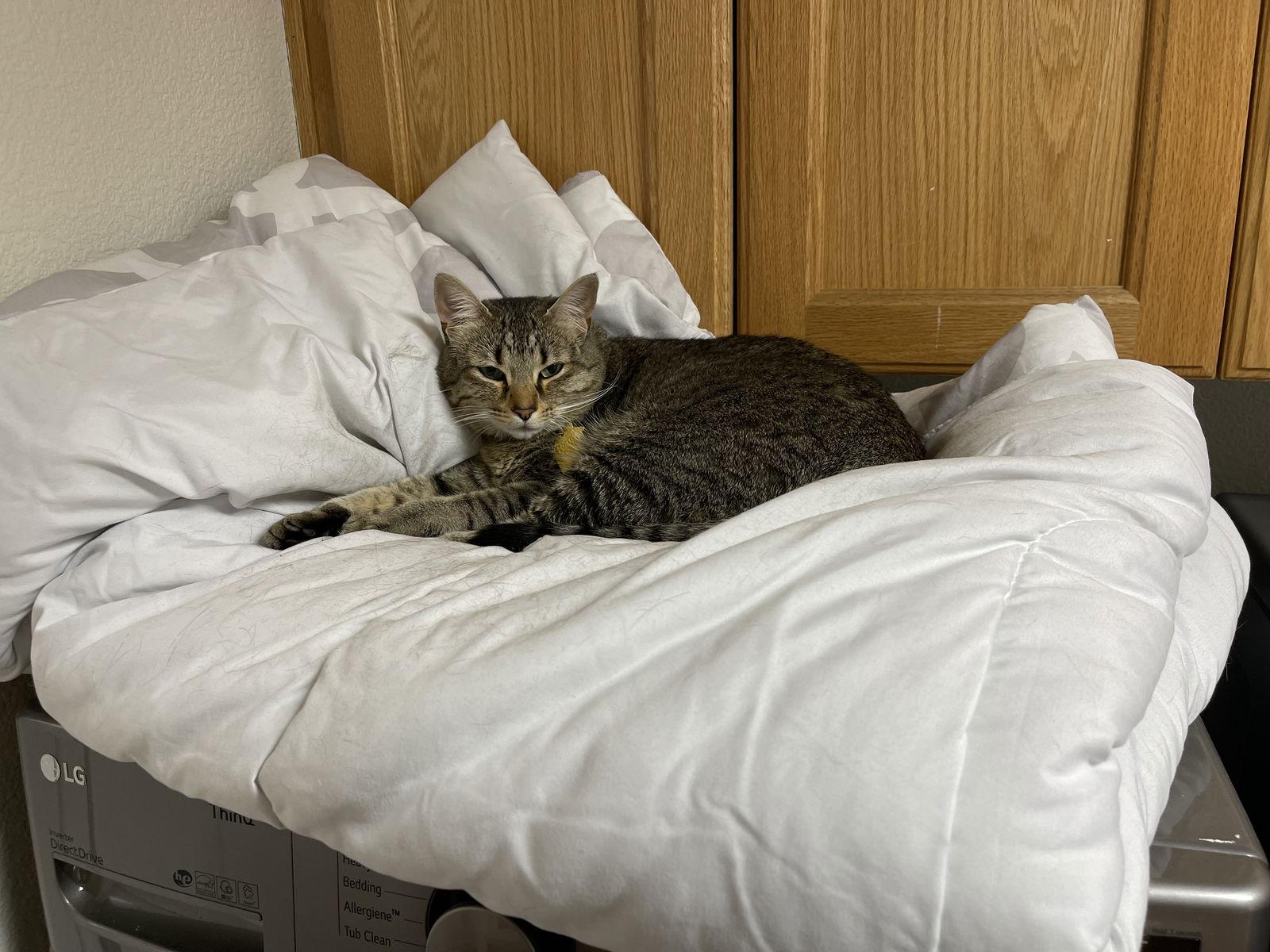 Enlarge Penny (aka Princess Penelope), a Adoptable Domestic Short Hair in Woodland, CA image 1/1