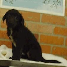 Mabel, Adopted, Puppy Female Labrador Retriever & Great Pyrenees.