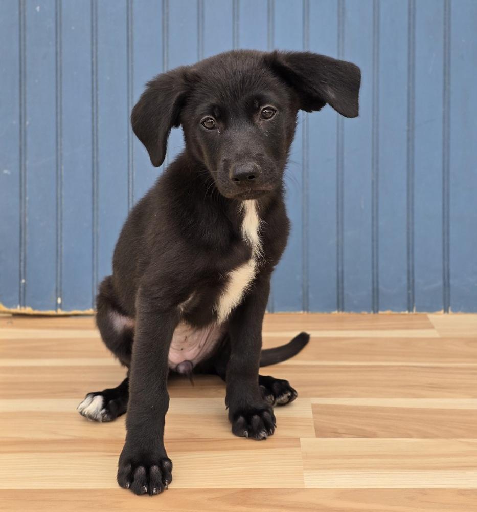 Enlarge Mabel, a Adopted mixed breed in Sedalia, CO image 2/6