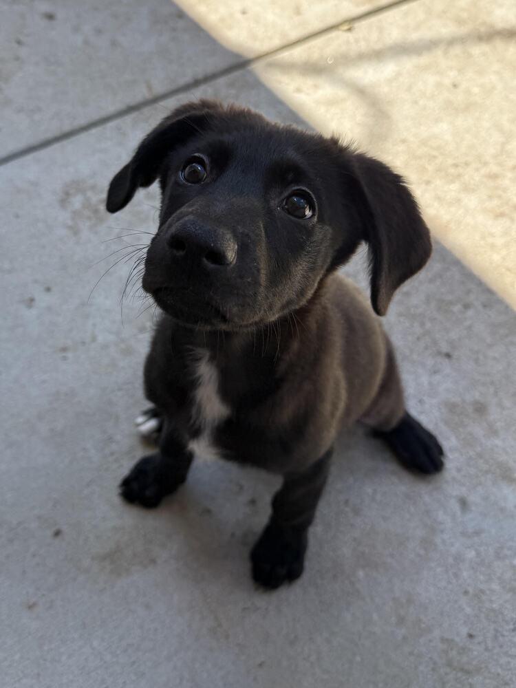 Enlarge Mabel, a Adopted mixed breed in Sedalia, CO image 4/6