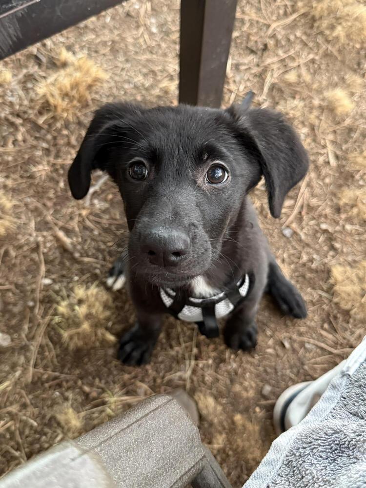 Enlarge Mabel, a Adopted mixed breed in Sedalia, CO image 5/6