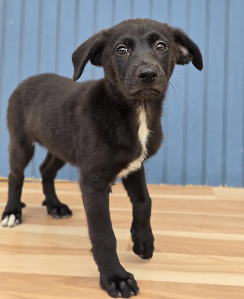Enlarge Mabel, a Adopted mixed breed in Sedalia, CO image 6/6