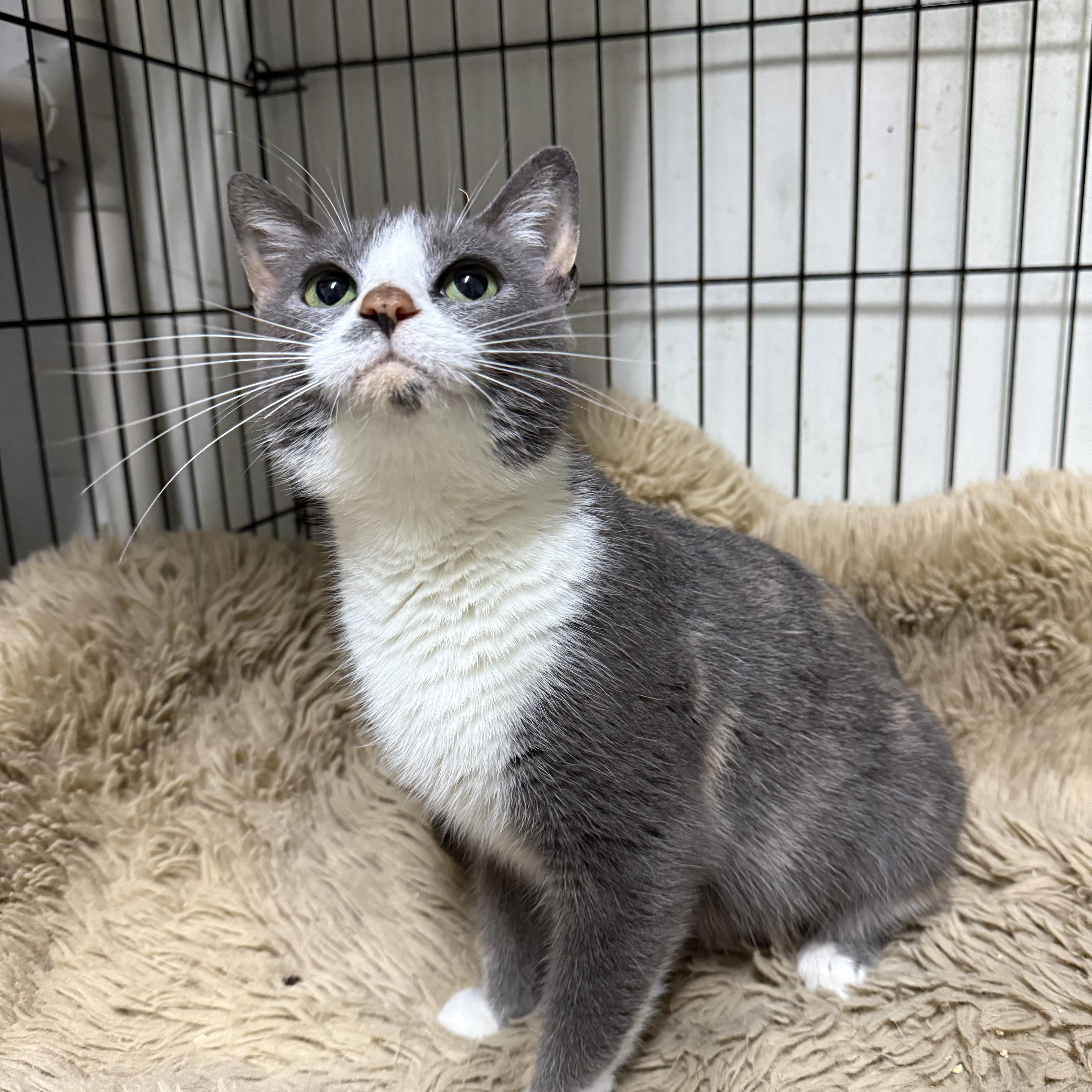 Miss Kitty, ADOPTABLE, Kitten Female Domestic Short Hair.
