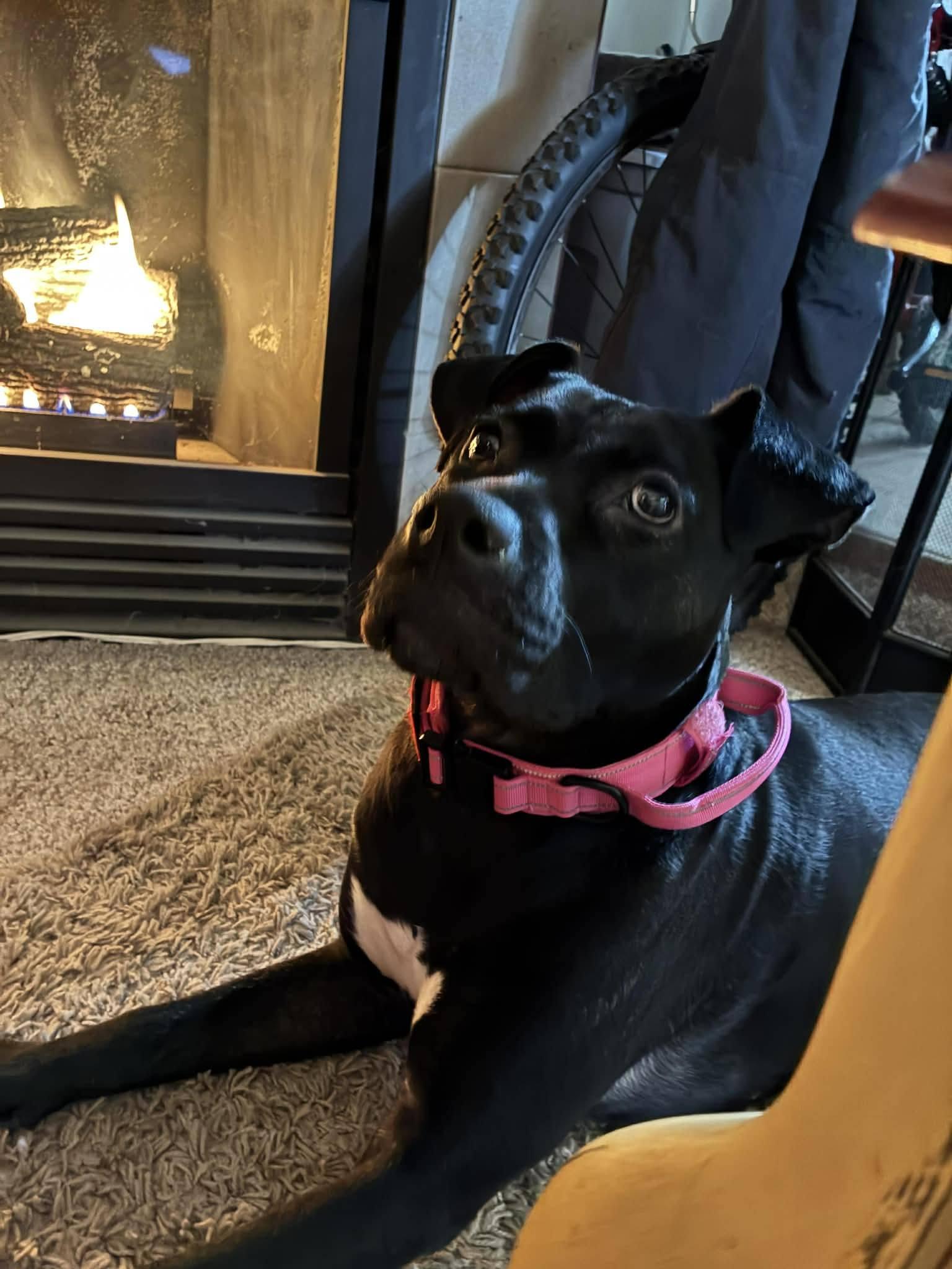 Enlarge Beth, a ADOPTABLE mixed breed in London, ON image 2/5