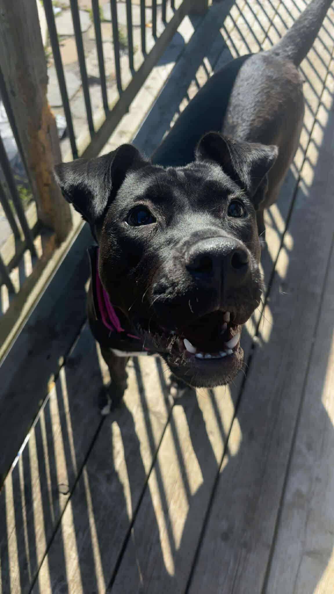 Enlarge Beth, a ADOPTABLE mixed breed in London, ON image 4/5