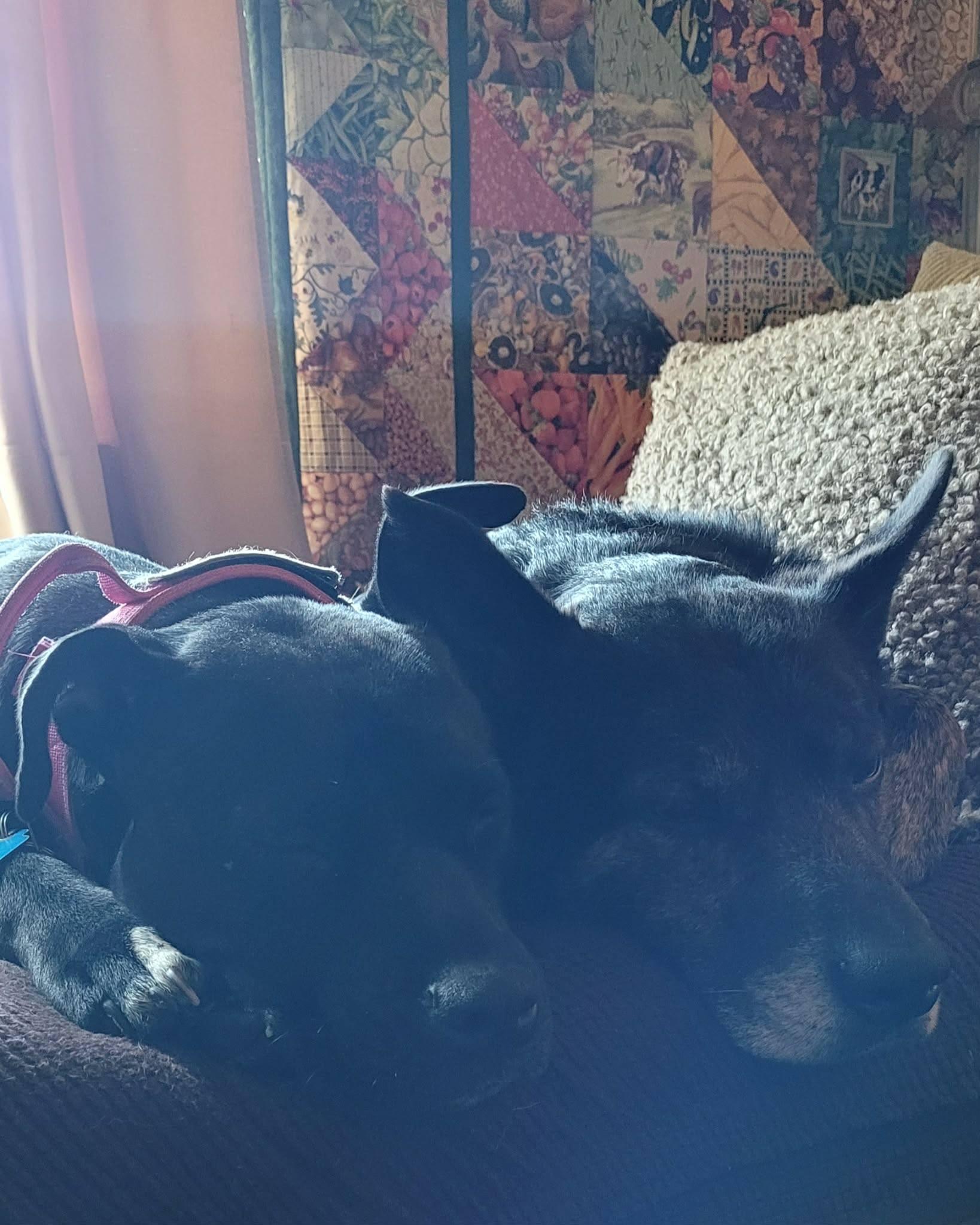 Enlarge Beth, a ADOPTABLE mixed breed in London, ON image 3/5