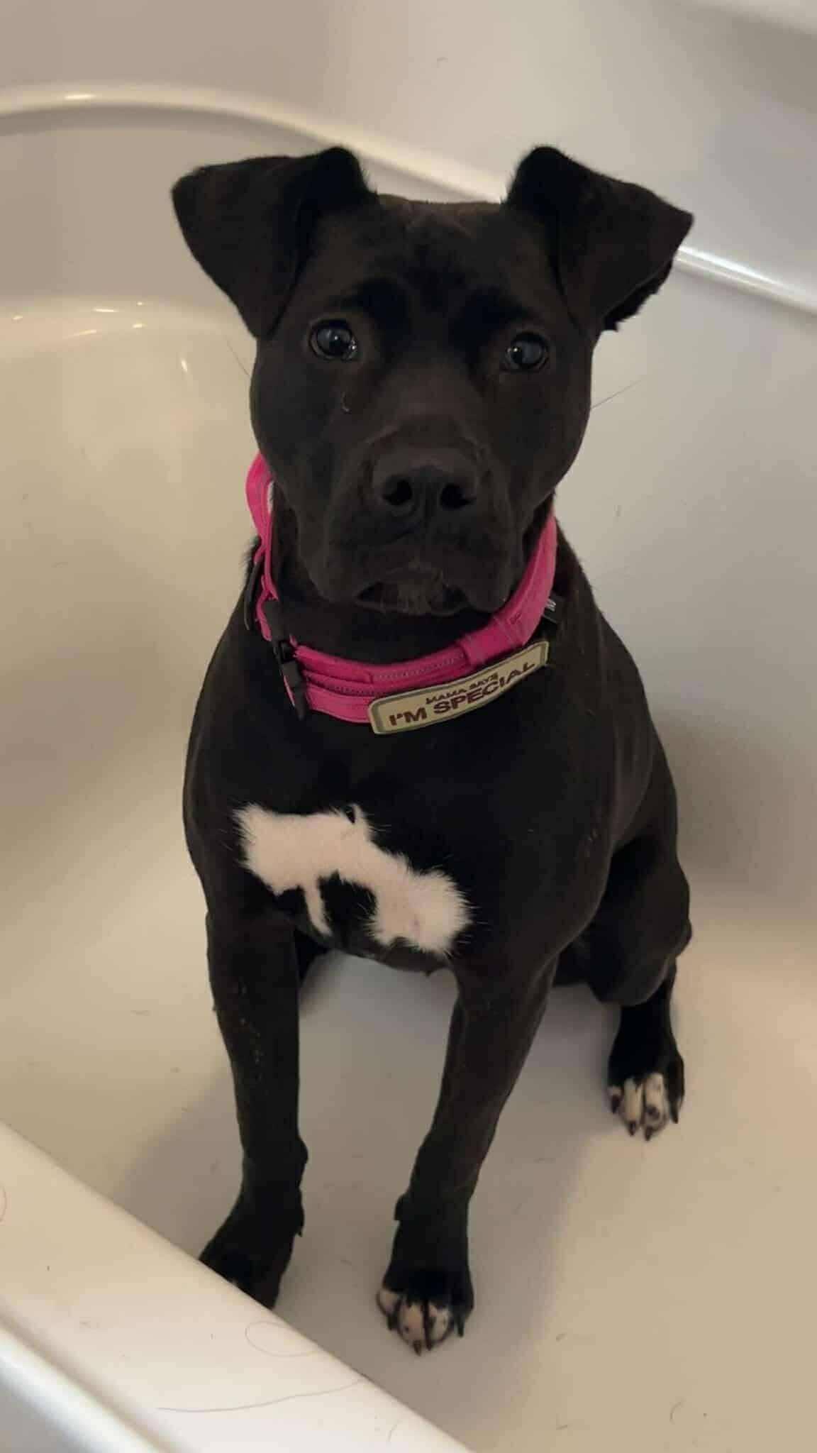 Beth, ADOPTABLE, Young Female Mastiff.