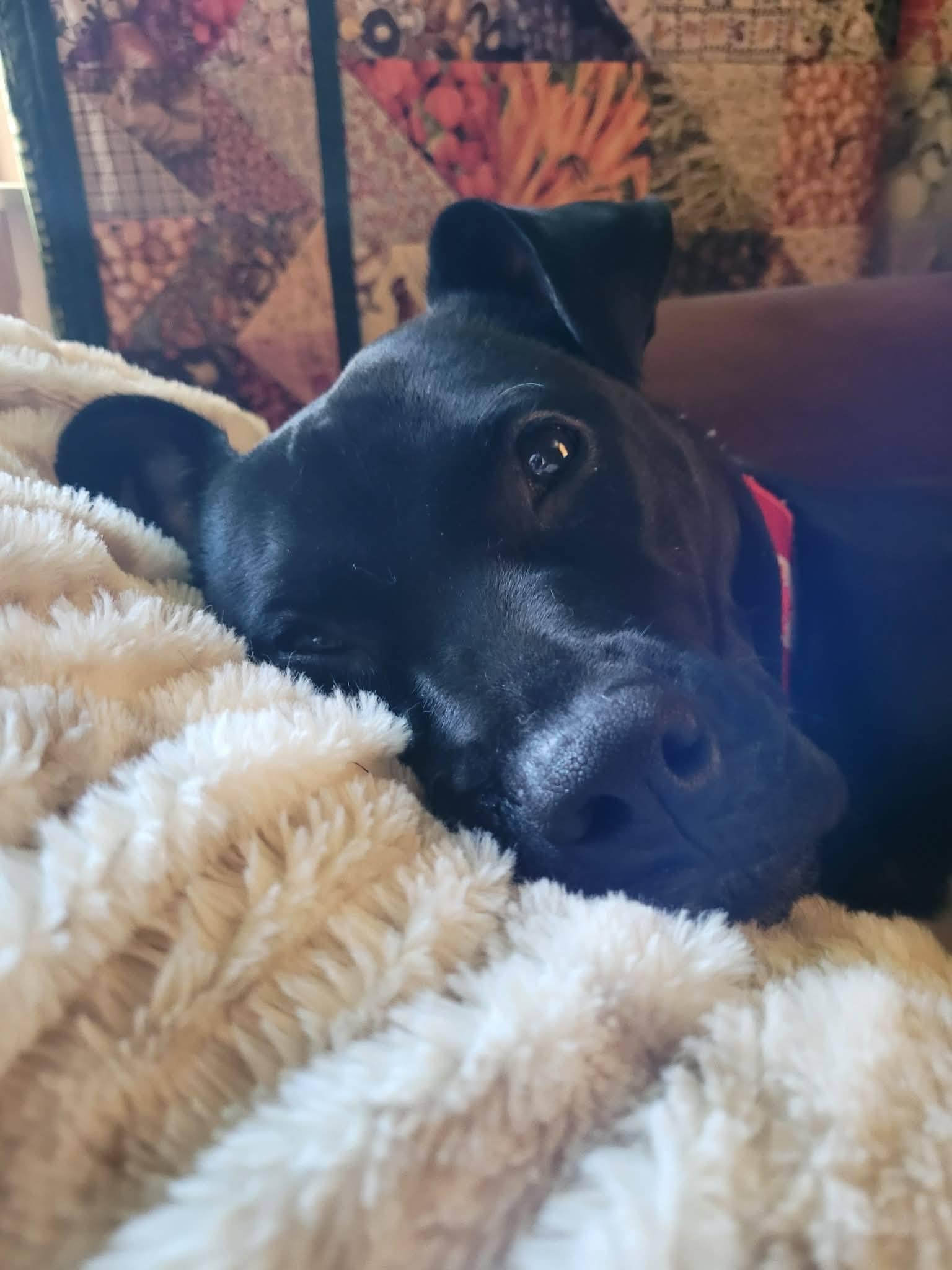 Enlarge Beth, a ADOPTABLE mixed breed in London, ON image 5/5