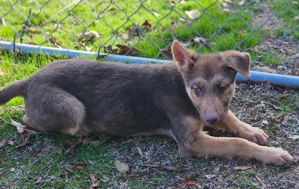 Warrick, an adopted mixed breed in Enfield , CT image 2/4