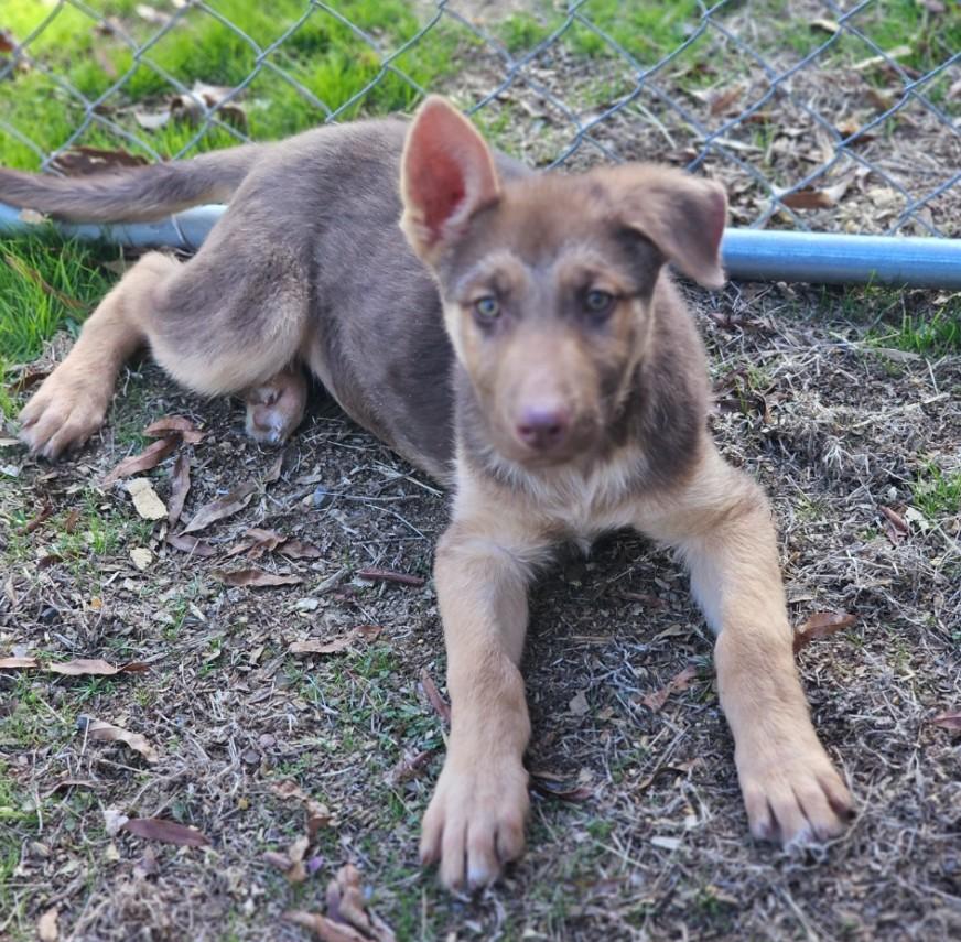 Warrick, an adopted mixed breed in Enfield , CT image 3/4