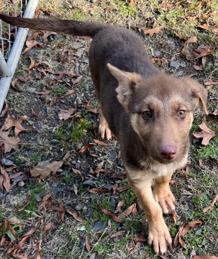 Warrick, an adopted mixed breed in Enfield , CT image 4/4