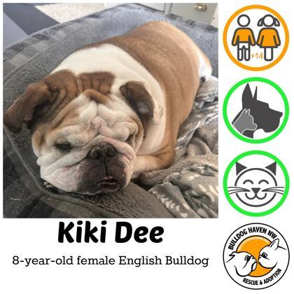 KIKI DEE, ADOPTABLE, Adult Female English Bulldog.