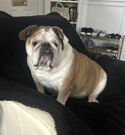 KIKI DEE, a ADOPTABLE English Bulldog in Bonney Lake, WA image 3/3