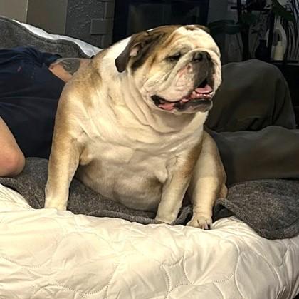 KIKI DEE, a ADOPTABLE English Bulldog in Bonney Lake, WA image 2/3