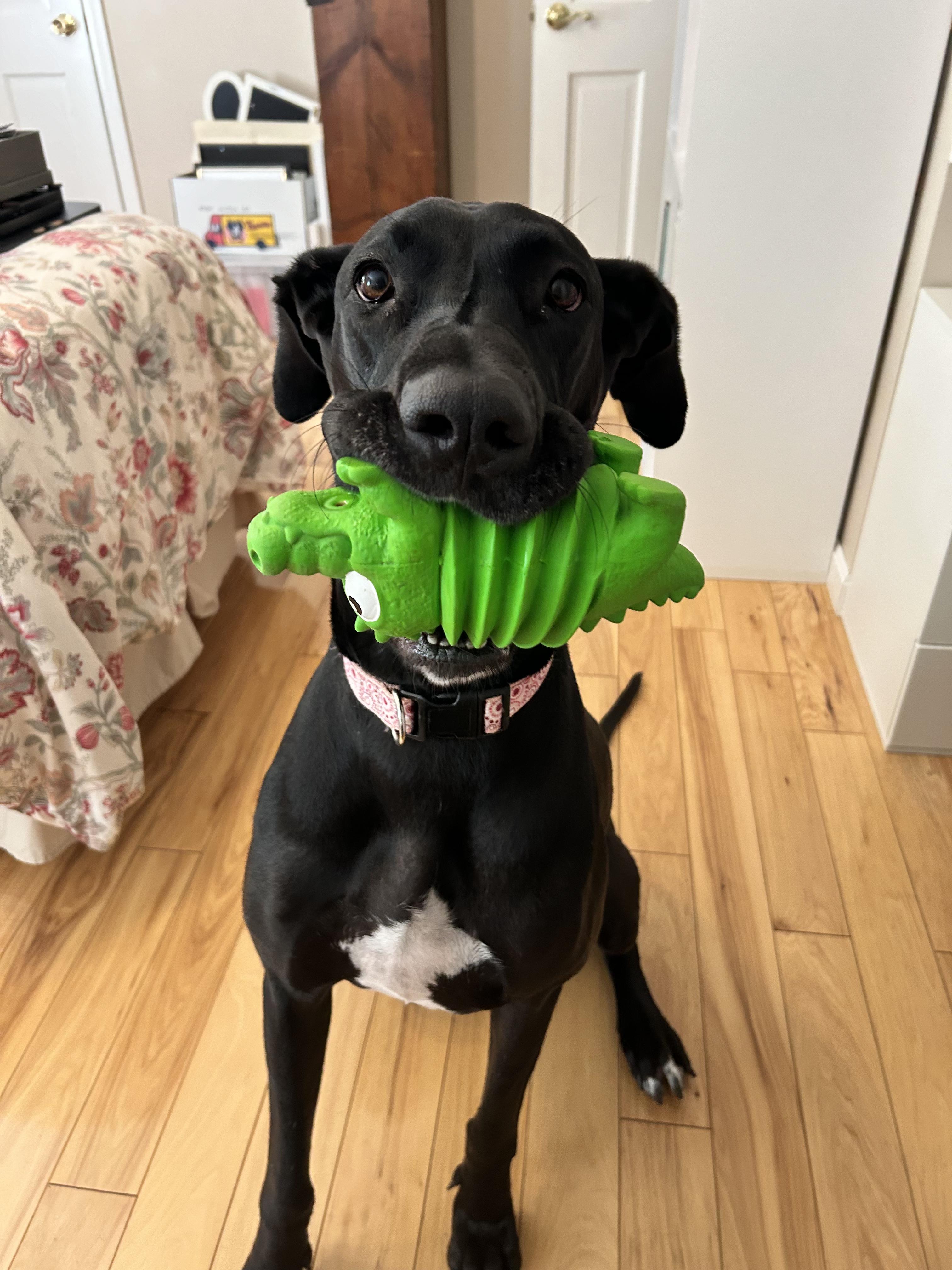 MILLIE MAE