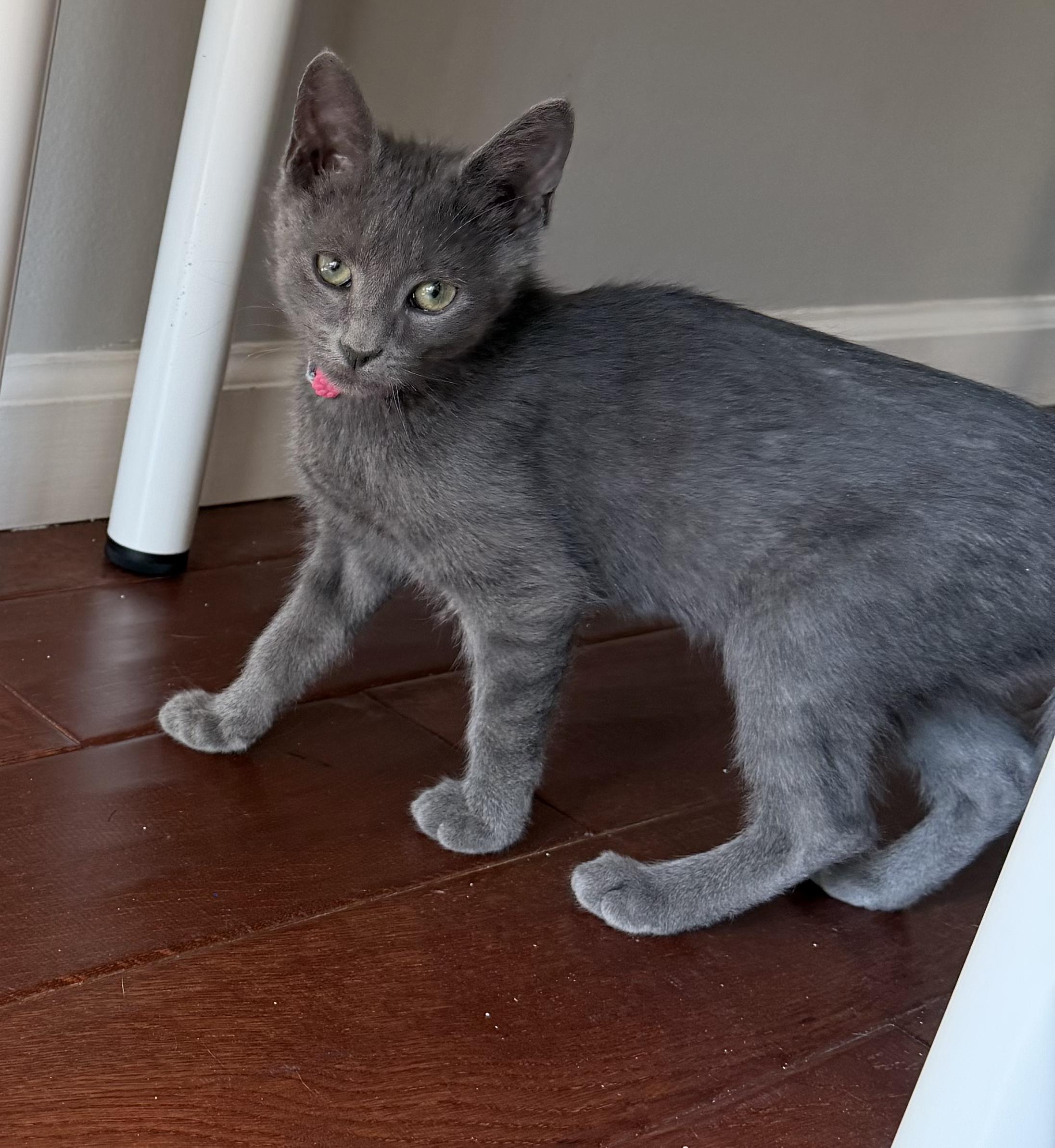 Enlarge Arrow, a ADOPTABLE Domestic Short Hair in Galloway, NJ image 1/3