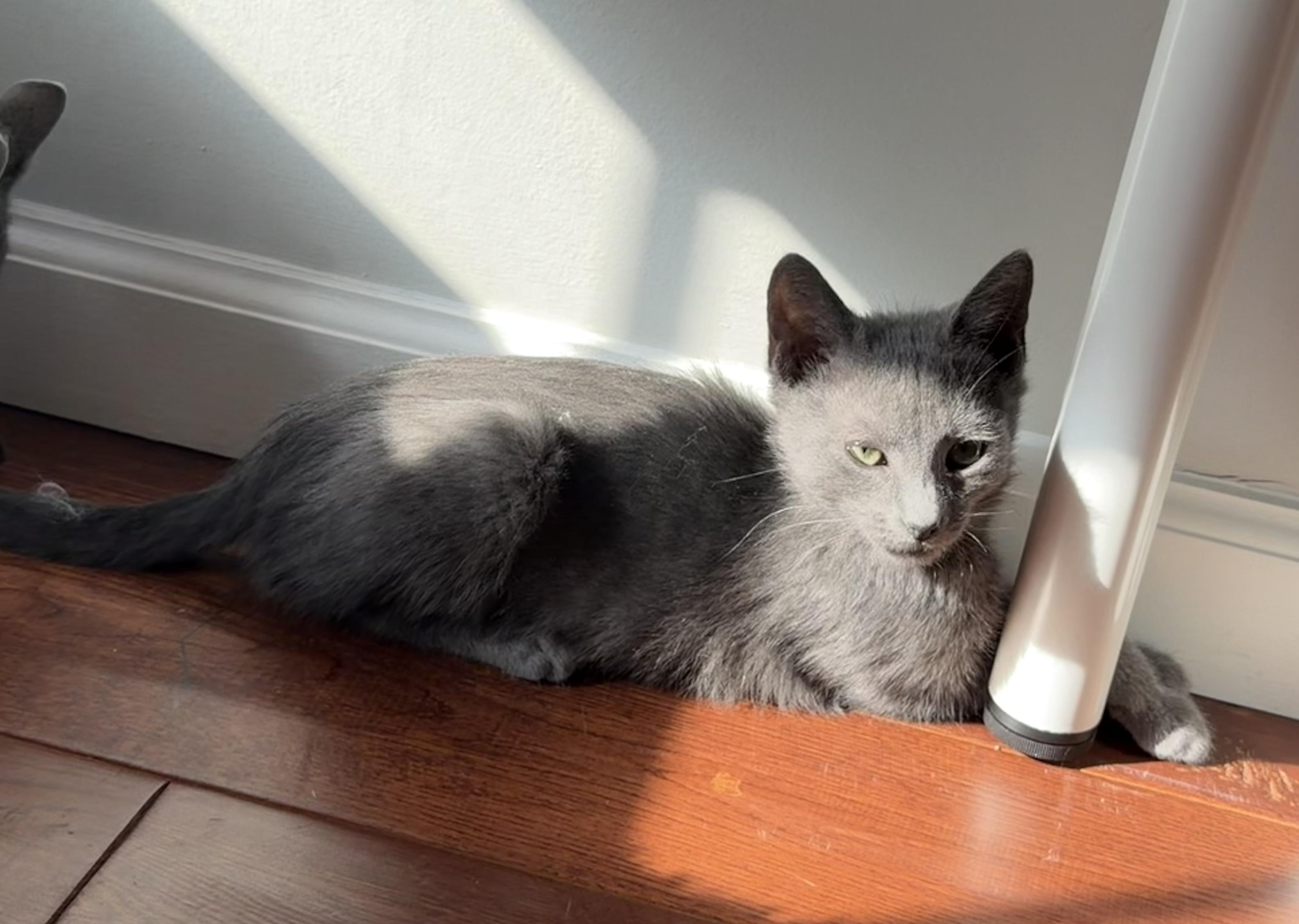 Enlarge Arrow, a ADOPTABLE Domestic Short Hair in Galloway, NJ image 2/3