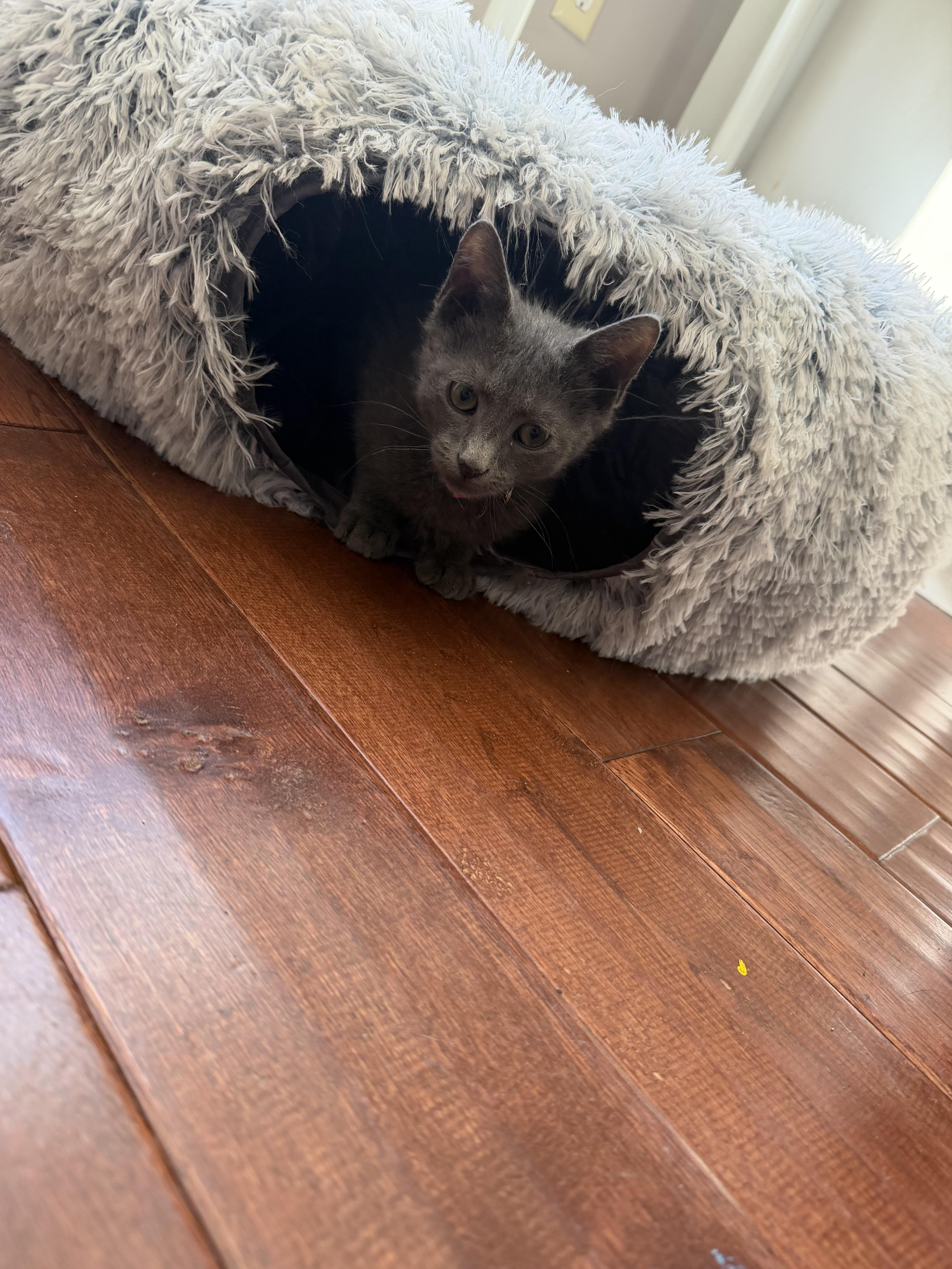 Enlarge Arrow, a ADOPTABLE Domestic Short Hair in Galloway, NJ image 3/3