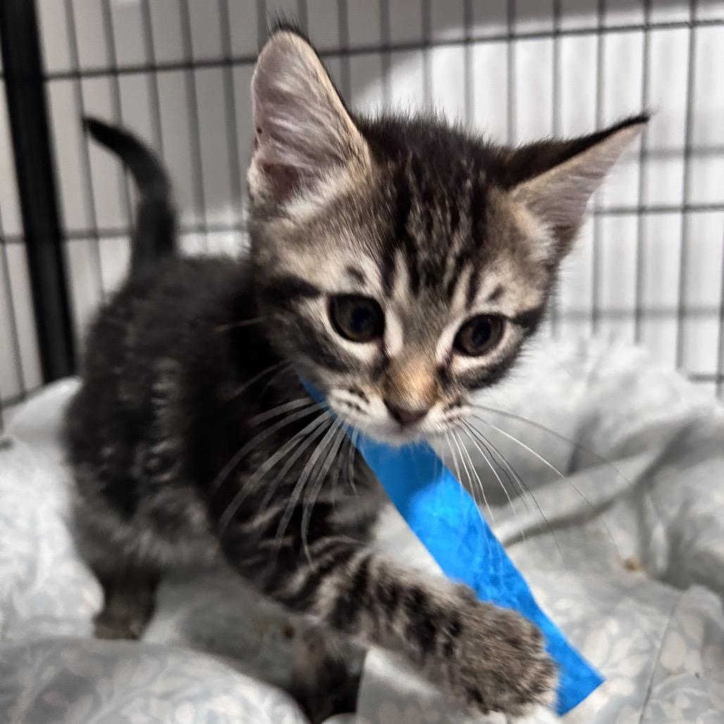 Amber, Adoptable, Kitten Female Domestic Short Hair.