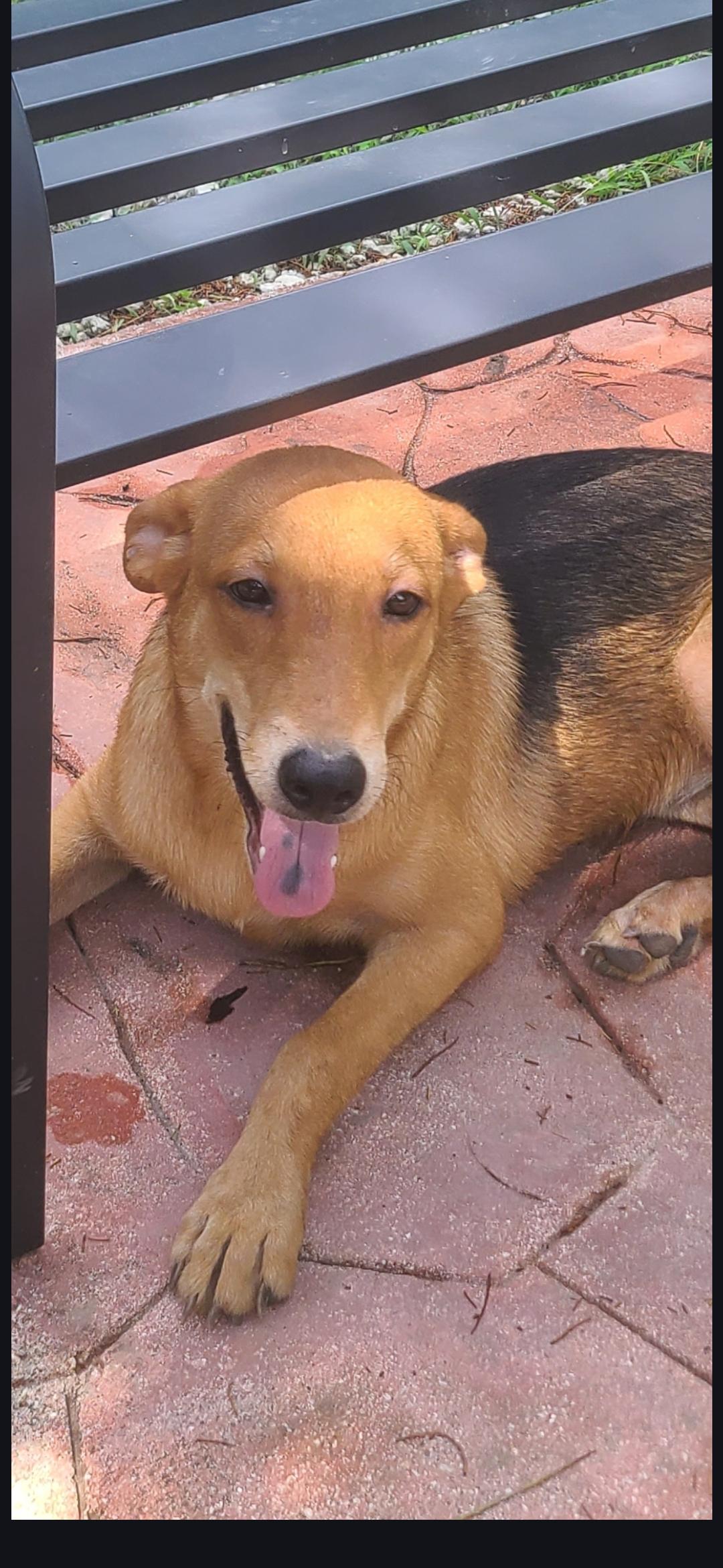 Poppy, Adoptable, Young Female Labrador Retriever.