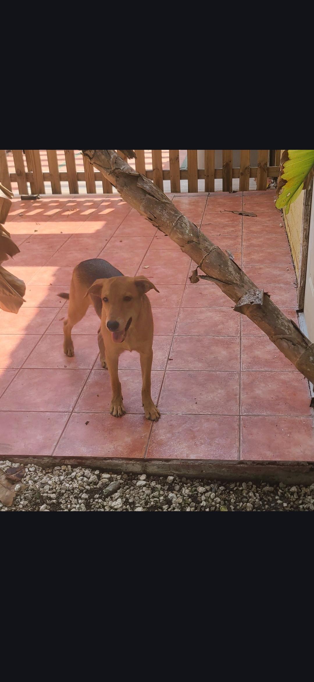 Poppy, a Adoptable mixed breed in Miami, FL image 2/2