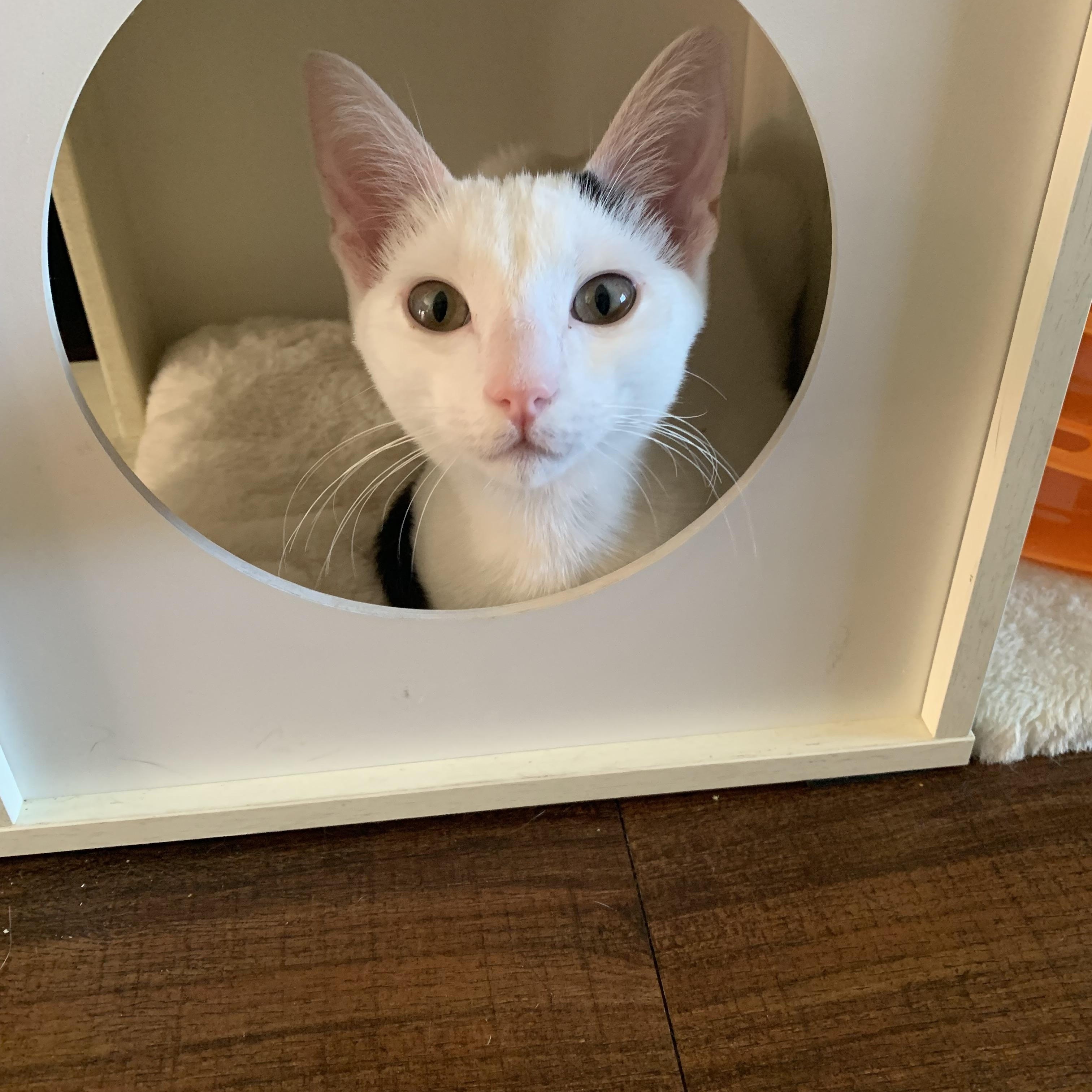 Snow Bunny, Adoptable, Young Female Domestic Short Hair.