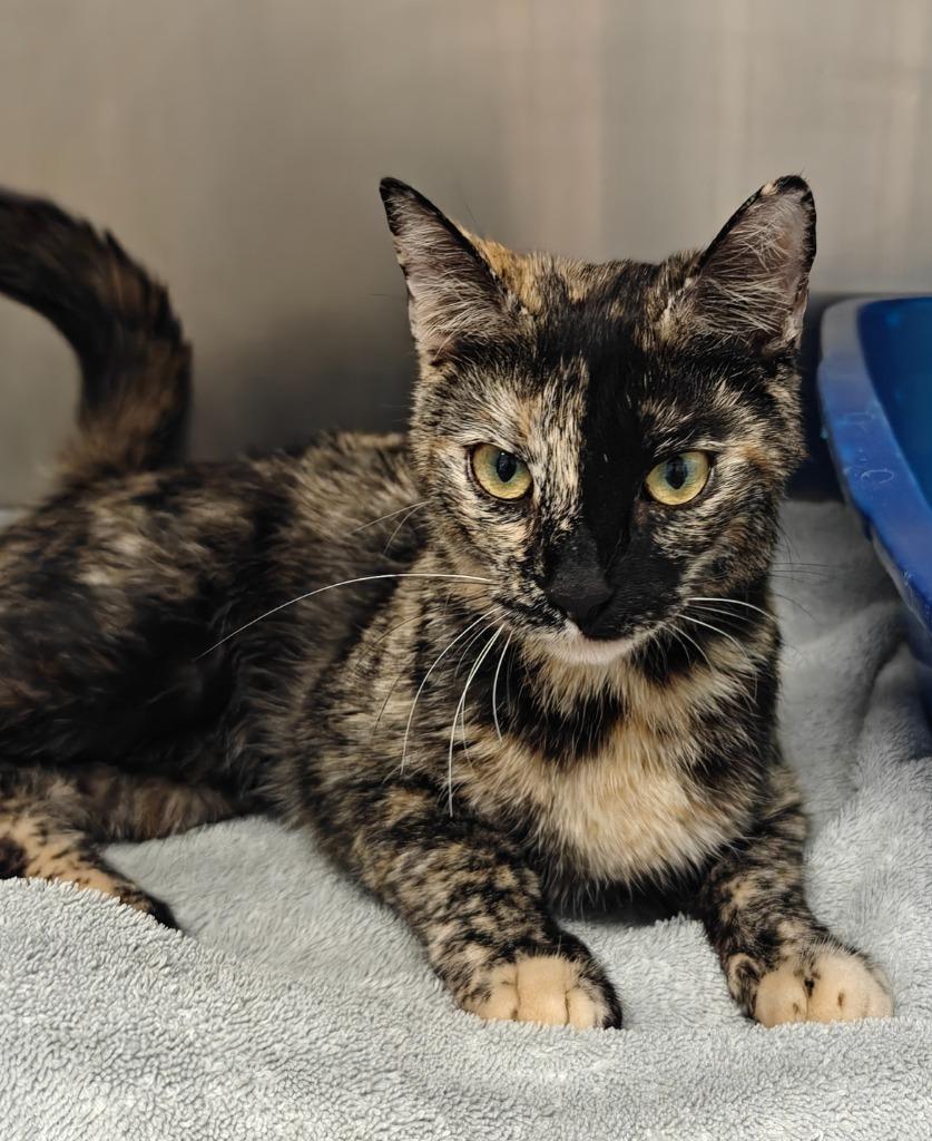 Enlarge Sprinkles, a Adoptable mixed breed in Grants Pass, OR image 1/1