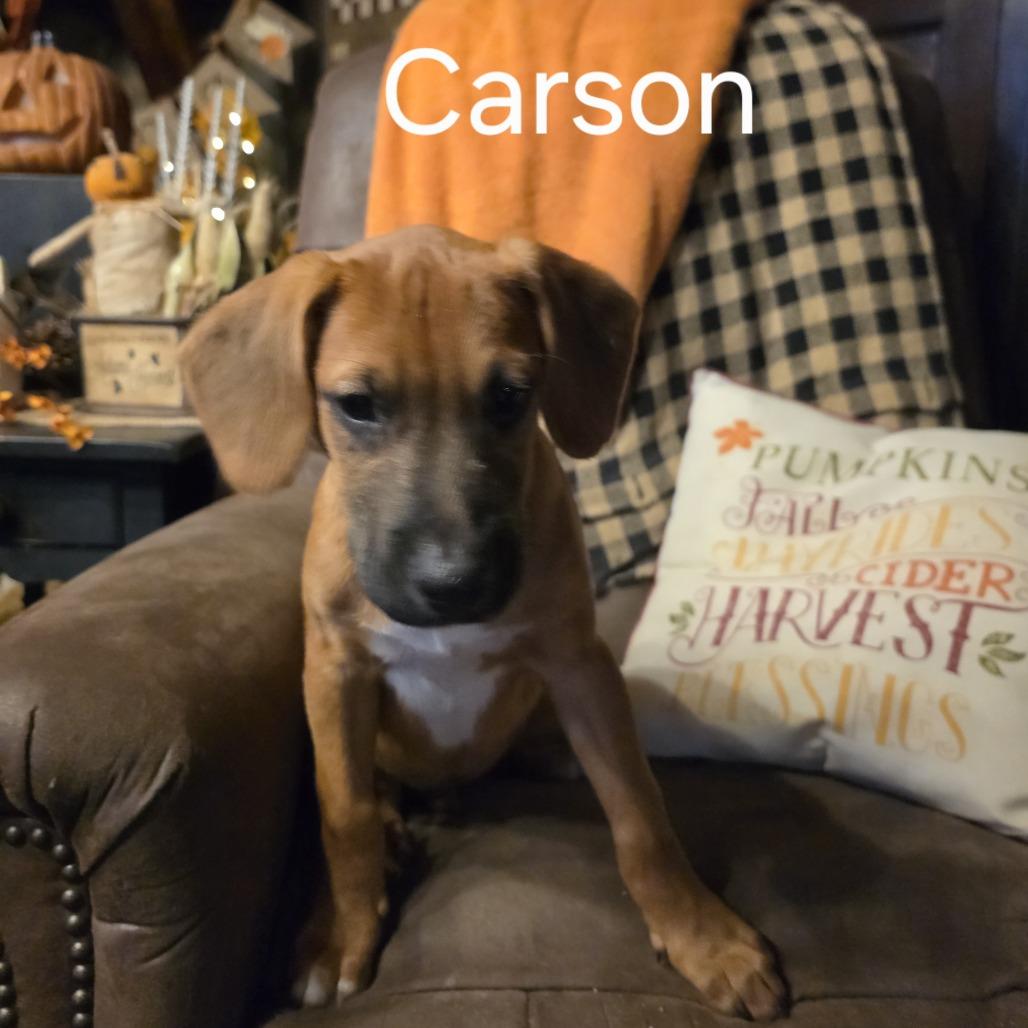 Enlarge Carson #6, a Adoptable mixed breed in Bartlett, TN image 1/1