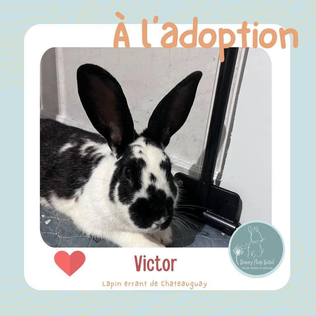 Enlarge Victor, a Adoptable American in Saint-Dominique, QC image 1/1