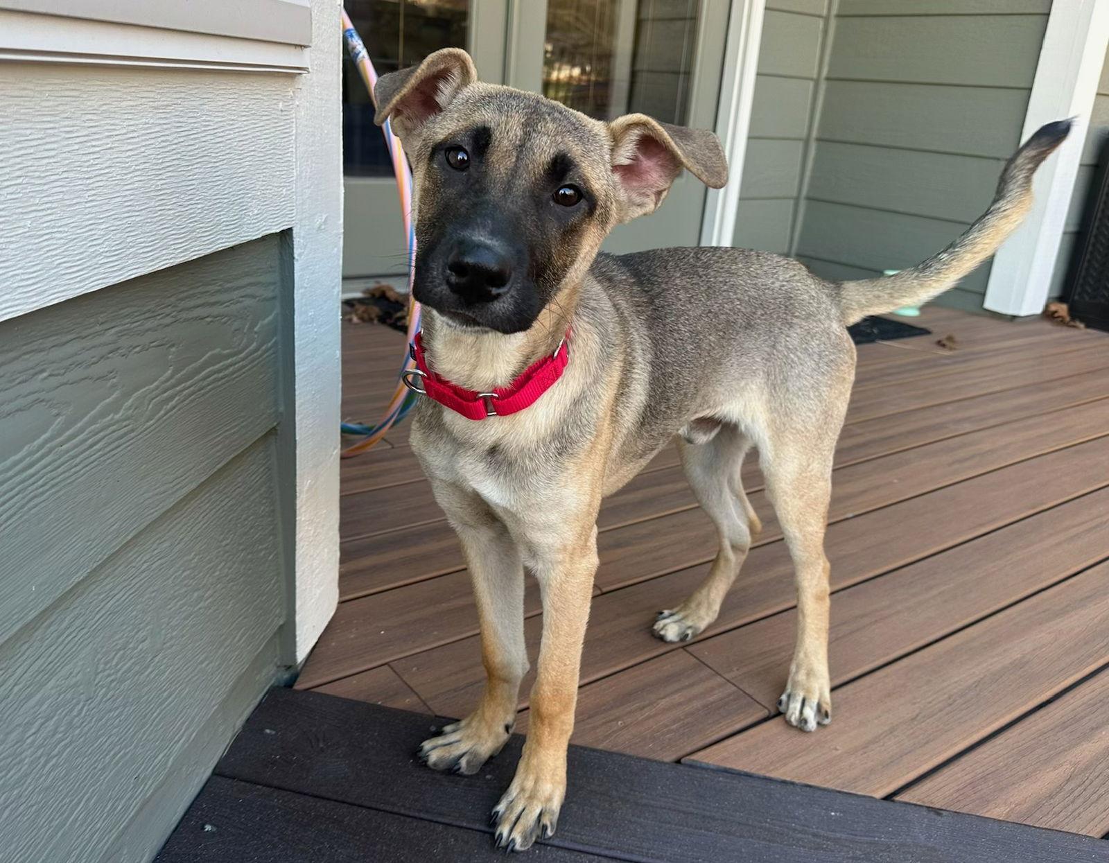 Enlarge Cinnamon Toast, a Adoptable German Shepherd Dog in Lakewood, CO image 1/1