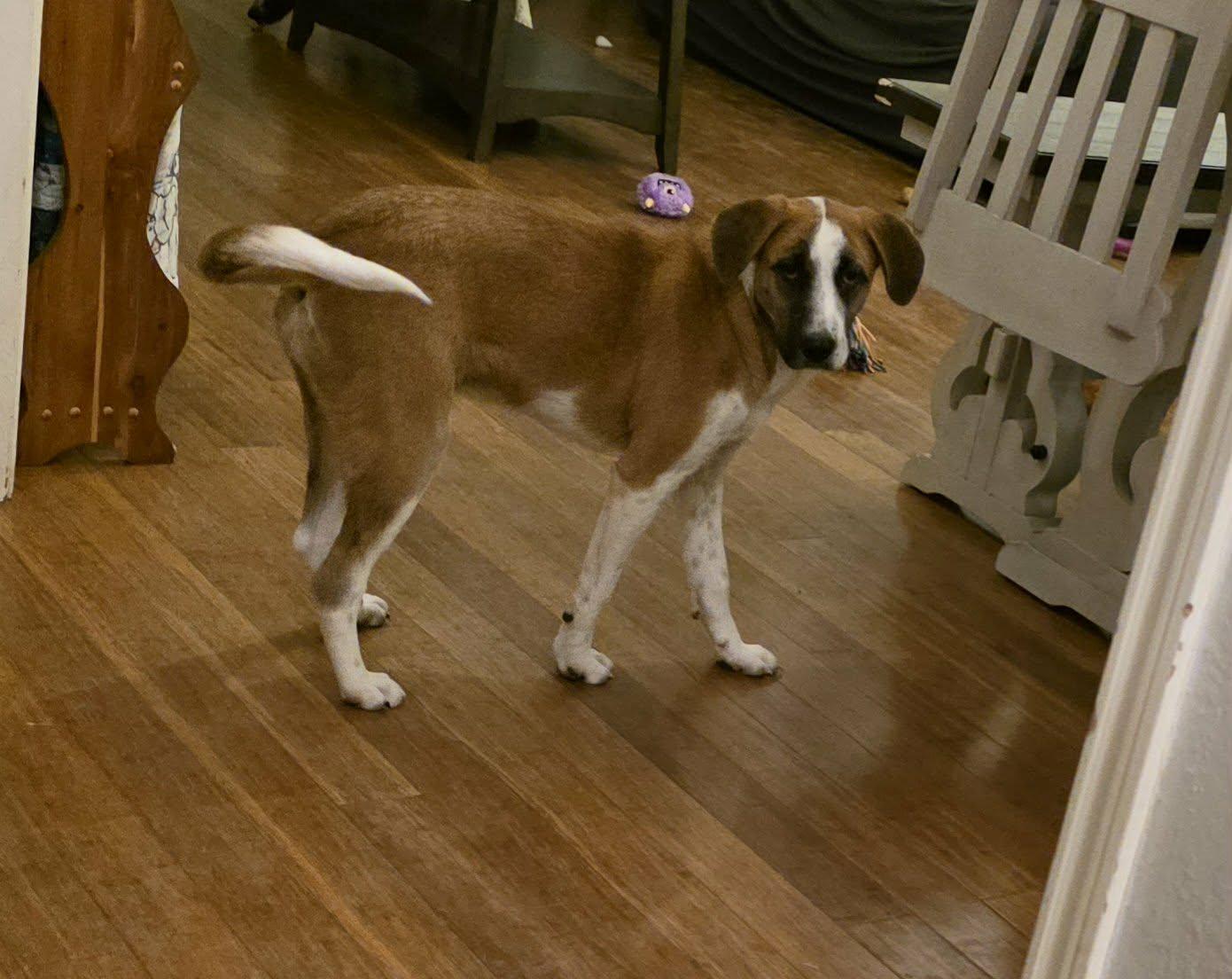 Enlarge Ella, an adopted mixed breed in Castle Rock, CO image 5/6