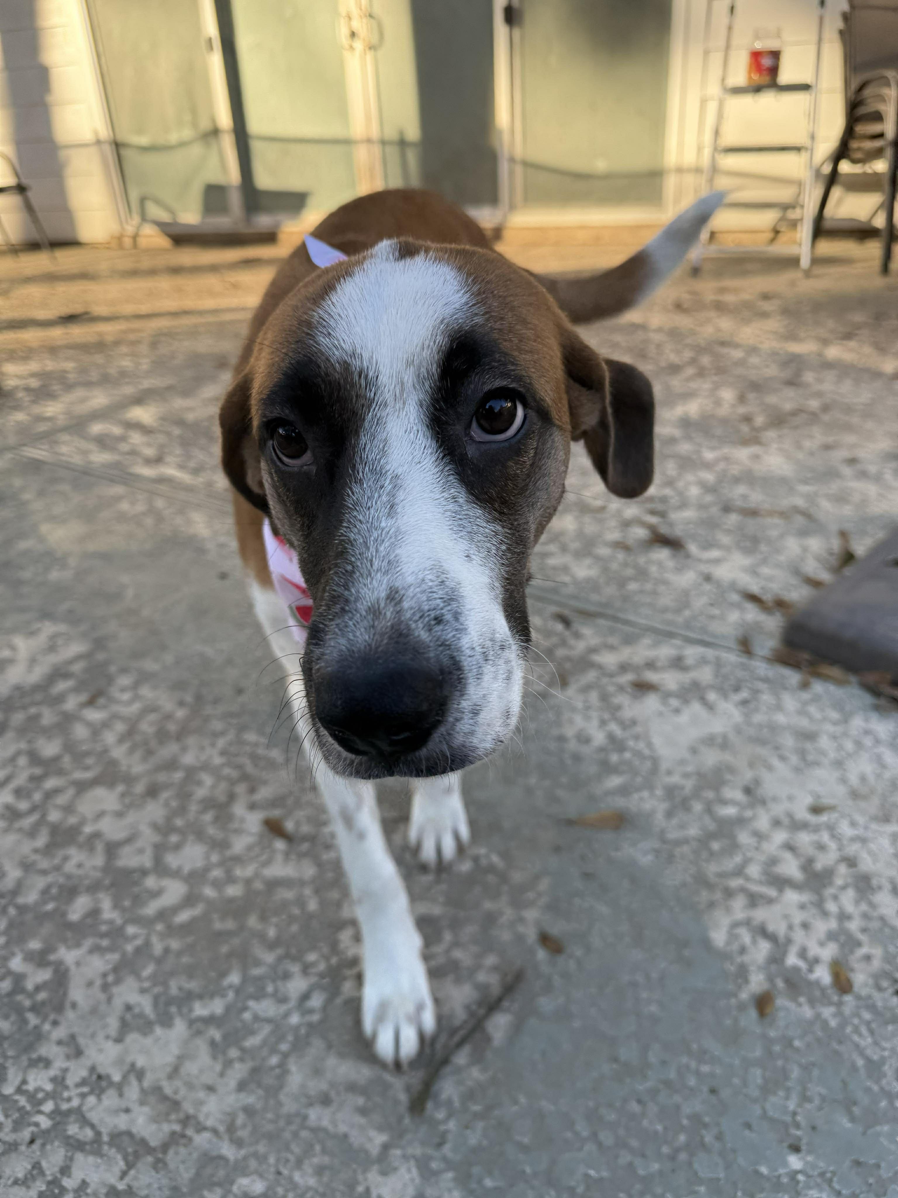 Enlarge Ella, an adopted mixed breed in Castle Rock, CO image 1/6