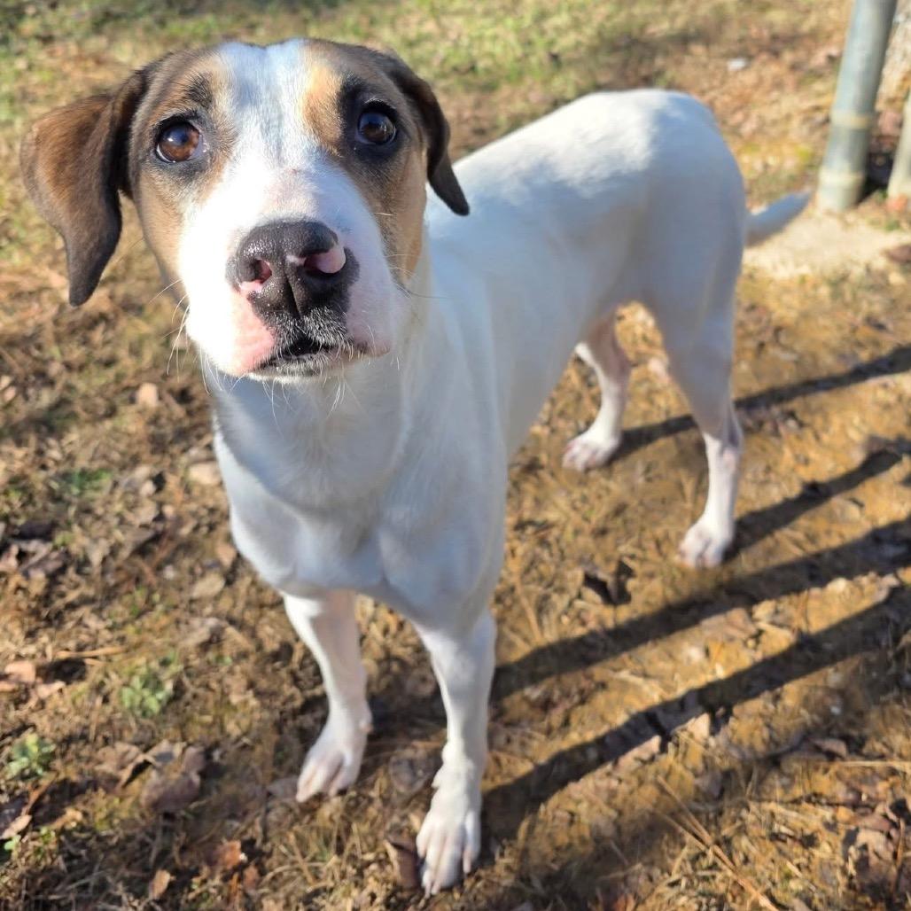 ELM 14 (Sweet Mama), Adoptable, Adult Female Mixed Breed.
