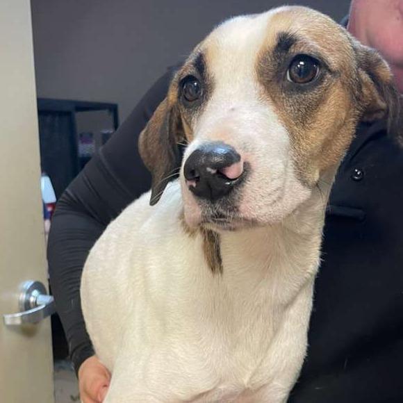 ELM 14 (Sweet Mama), Adoptable, Adult Female Mixed Breed.