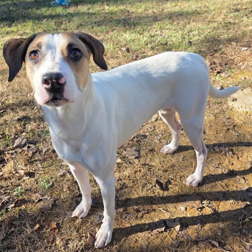 Enlarge ELM 14 (Sweet Mama), a Adoptable Mixed Breed in Gadsden, AL image 2/6