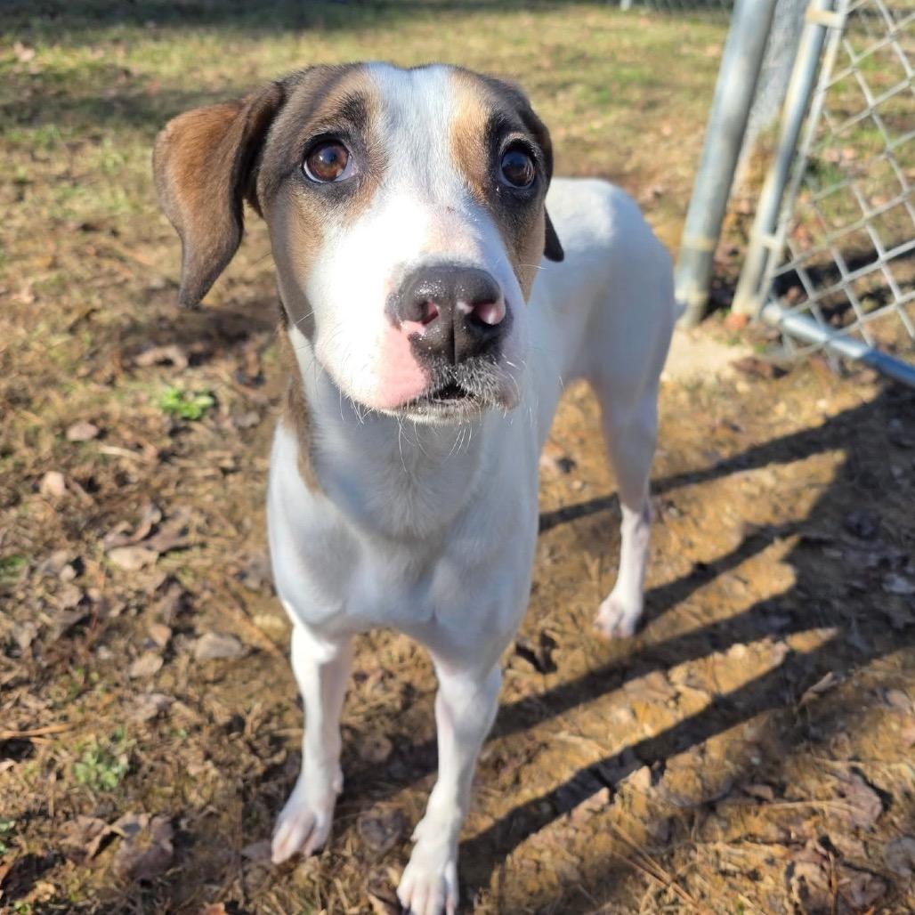 Enlarge ELM 14 (Sweet Mama), a Adoptable Mixed Breed in Gadsden, AL image 3/6