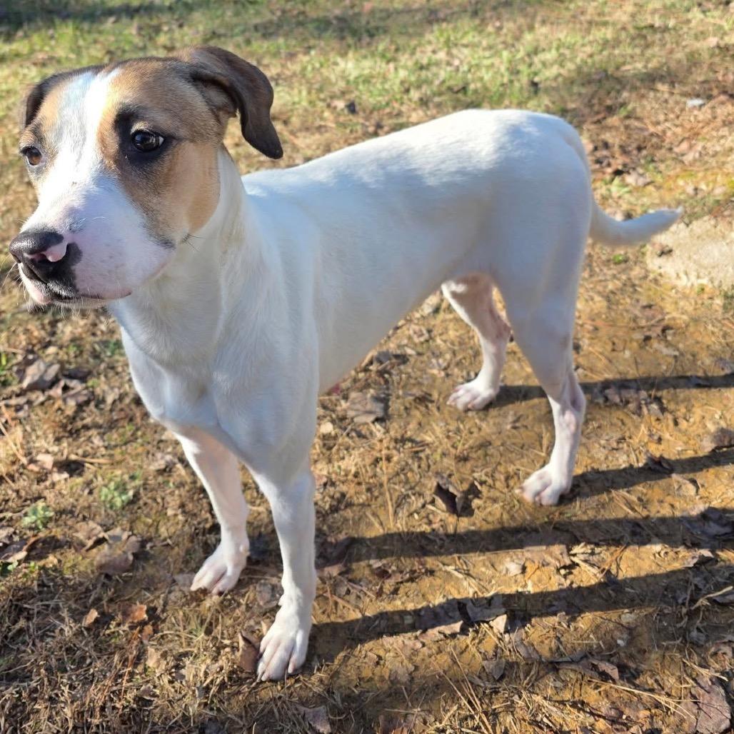 Enlarge ELM 14 (Sweet Mama), a Adoptable Mixed Breed in Gadsden, AL image 4/6