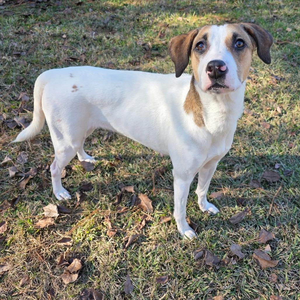Enlarge ELM 14 (Sweet Mama), a Adoptable Mixed Breed in Gadsden, AL image 6/6
