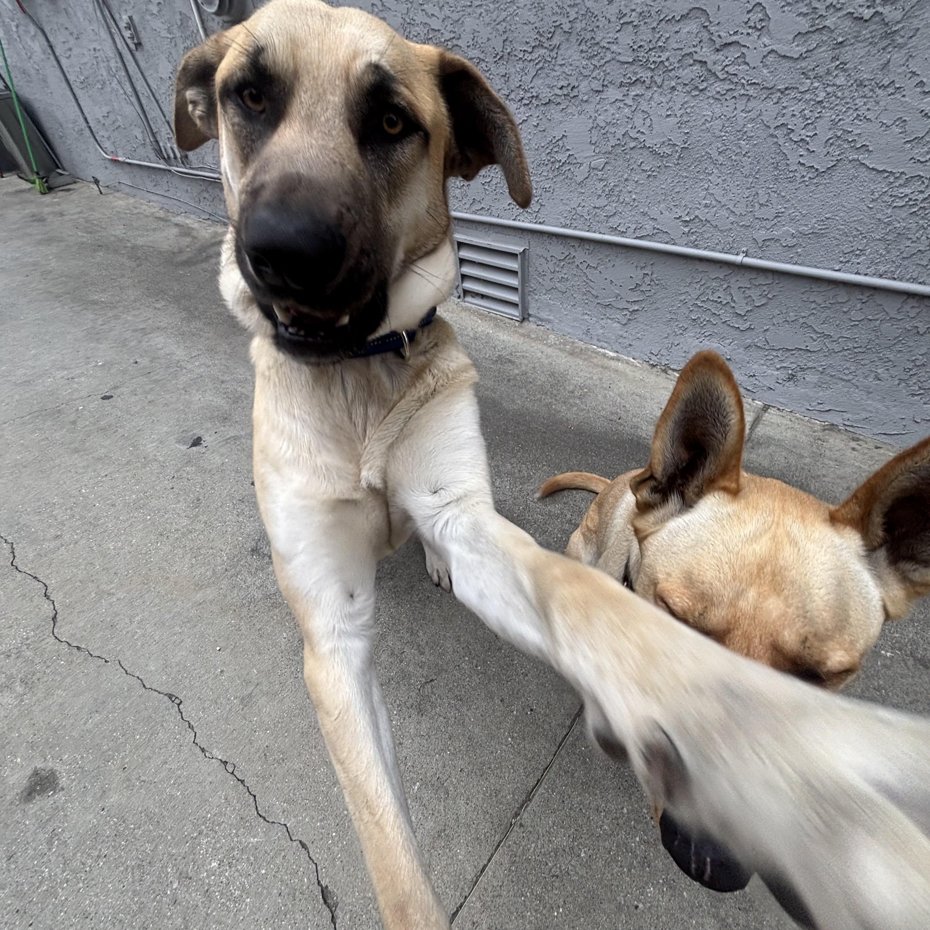 Tucker, a ADOPTABLE mixed breed in West Hills, CA image 4/5