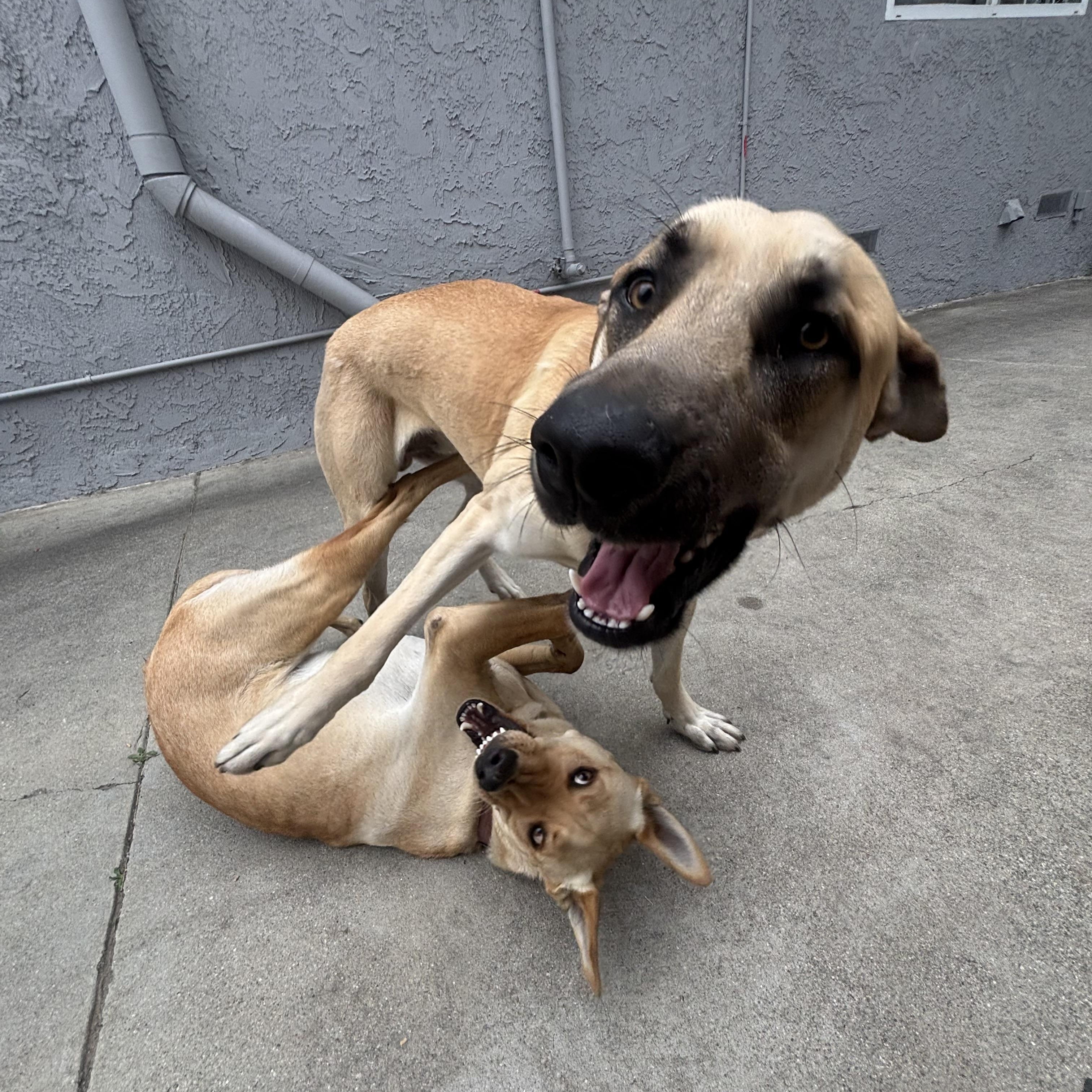 Tucker, a ADOPTABLE mixed breed in West Hills, CA image 5/5