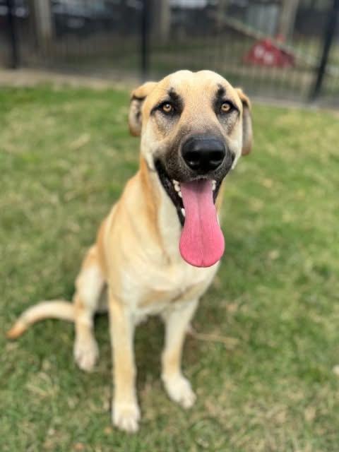 Tucker, ADOPTABLE, Adult Male Anatolian Shepherd.