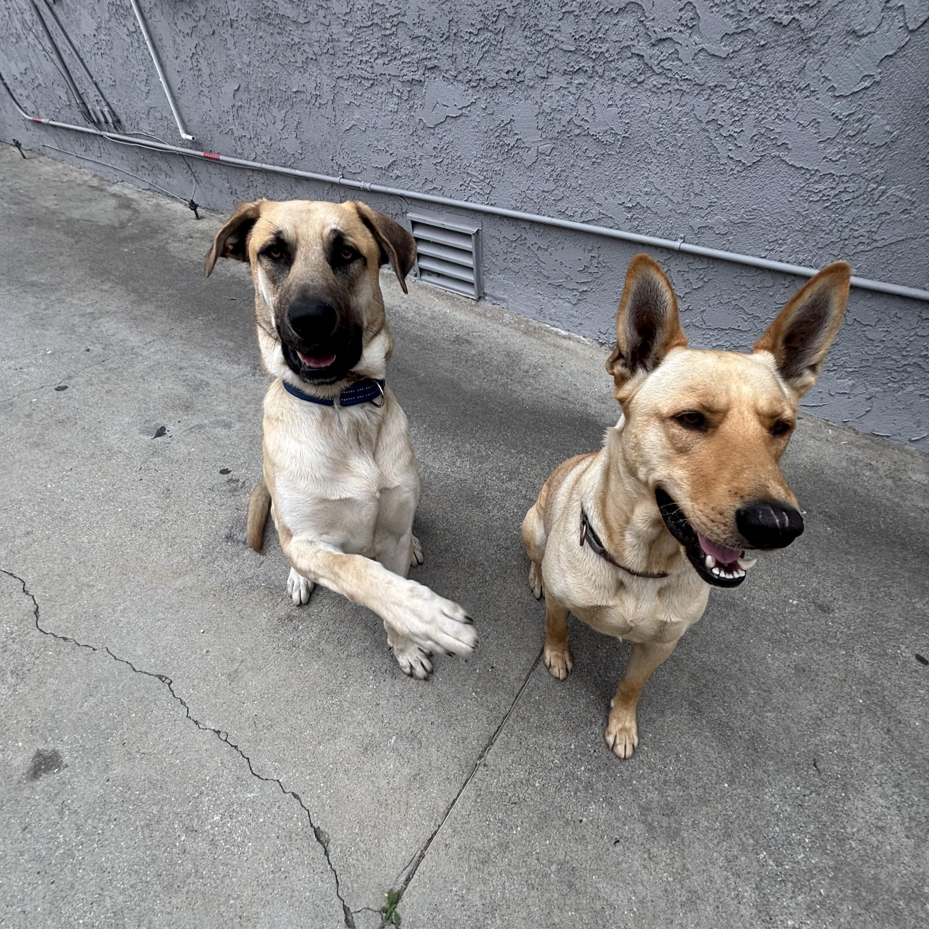 Tucker, a ADOPTABLE mixed breed in West Hills, CA image 2/5