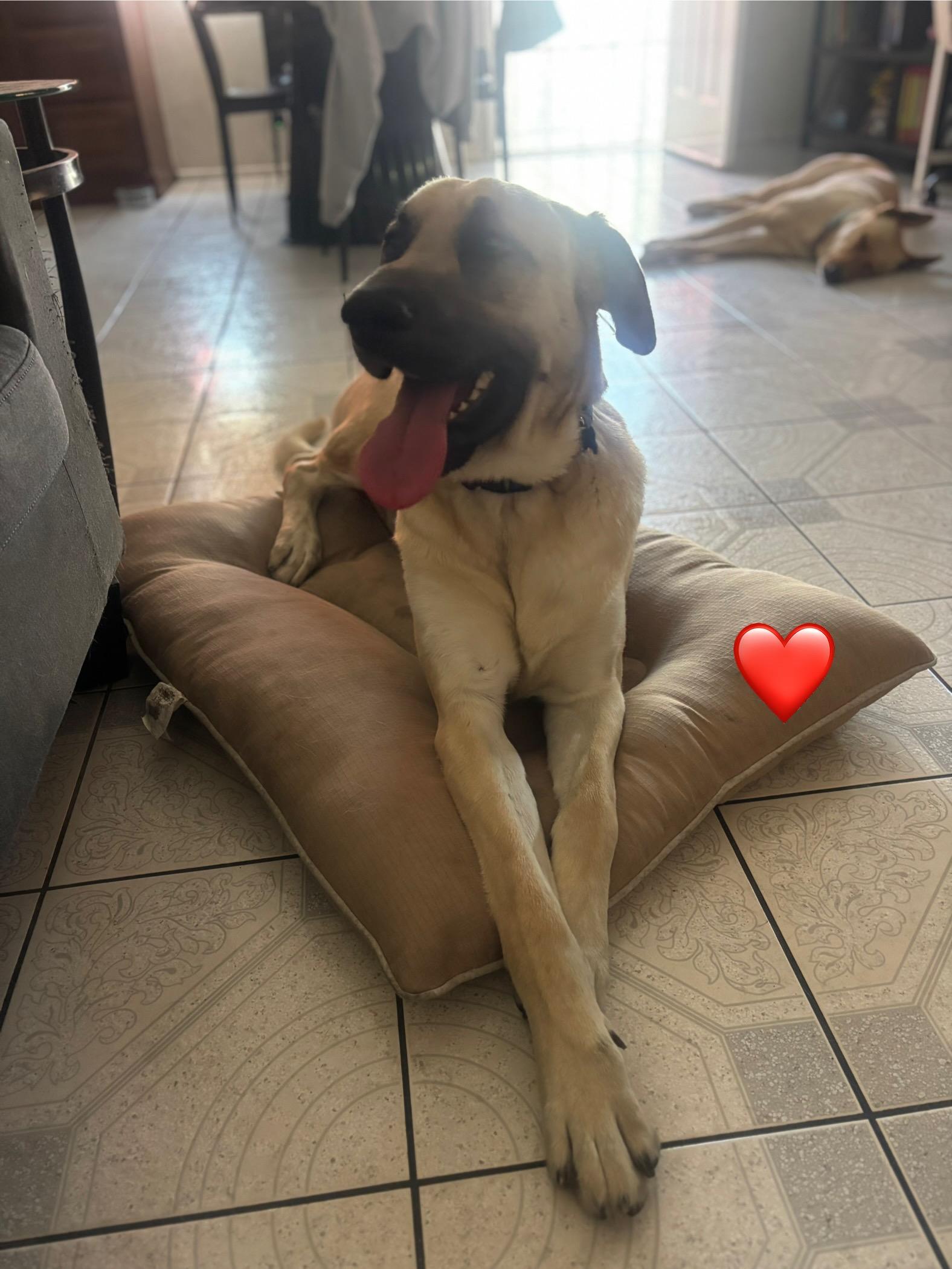 Tucker, a ADOPTABLE mixed breed in West Hills, CA image 3/5