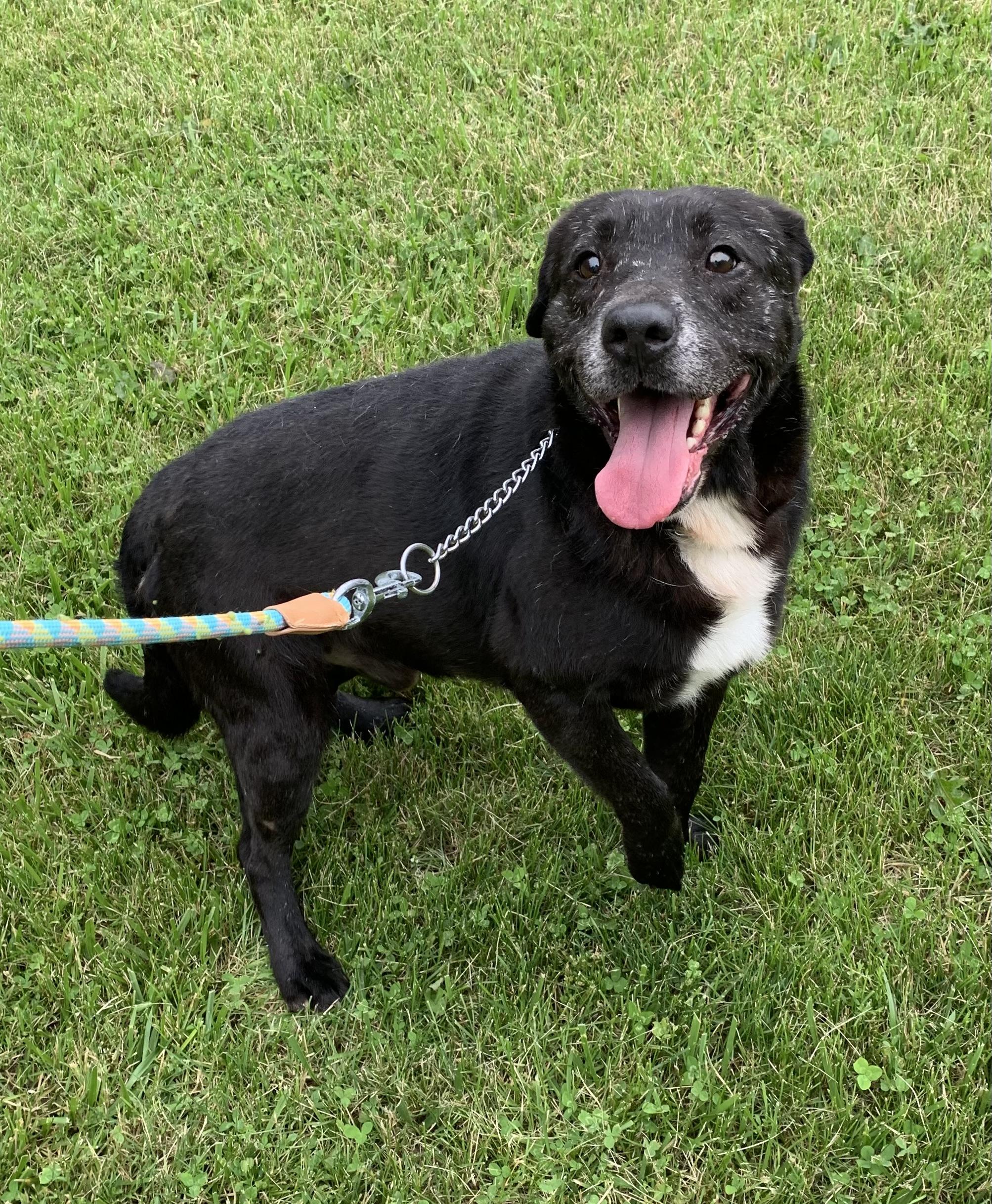 Enlarge Jeremy*SPONSORED*, a ADOPTABLE mixed breed in Massena, NY image 5/6