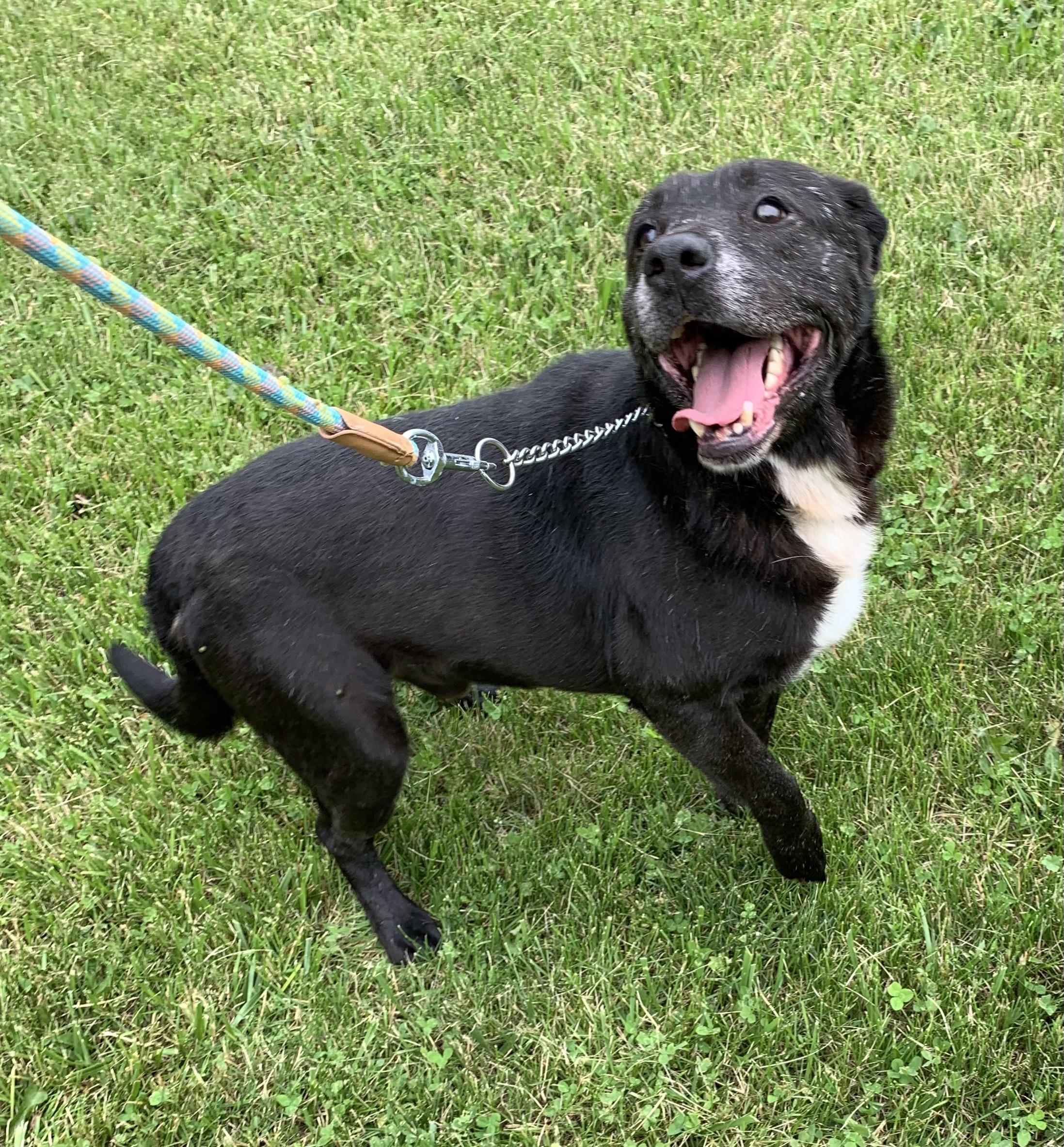 Enlarge Jeremy*SPONSORED*, a ADOPTABLE mixed breed in Massena, NY image 6/6