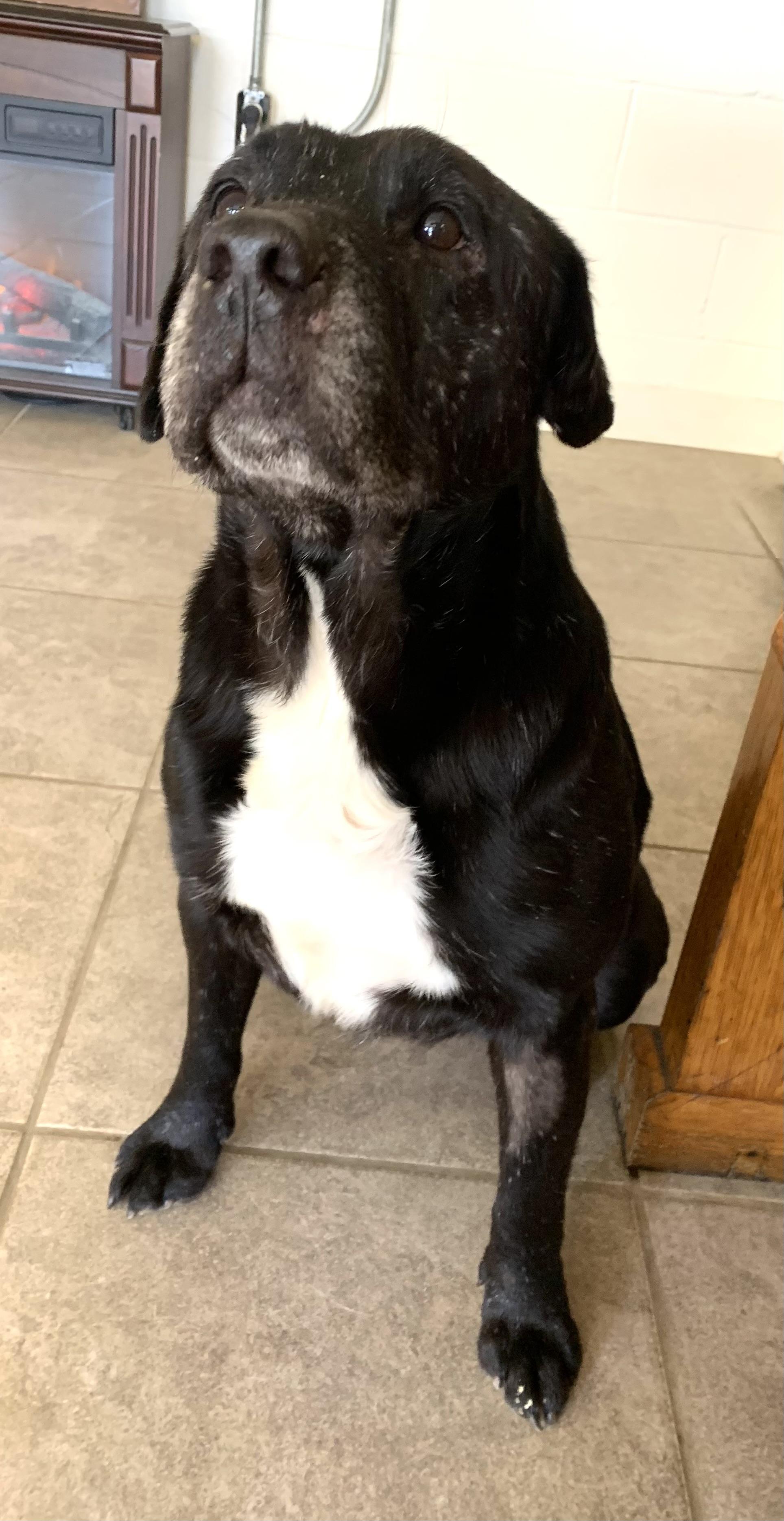 Enlarge Jeremy, a ADOPTABLE mixed breed in Massena, NY image 3/3