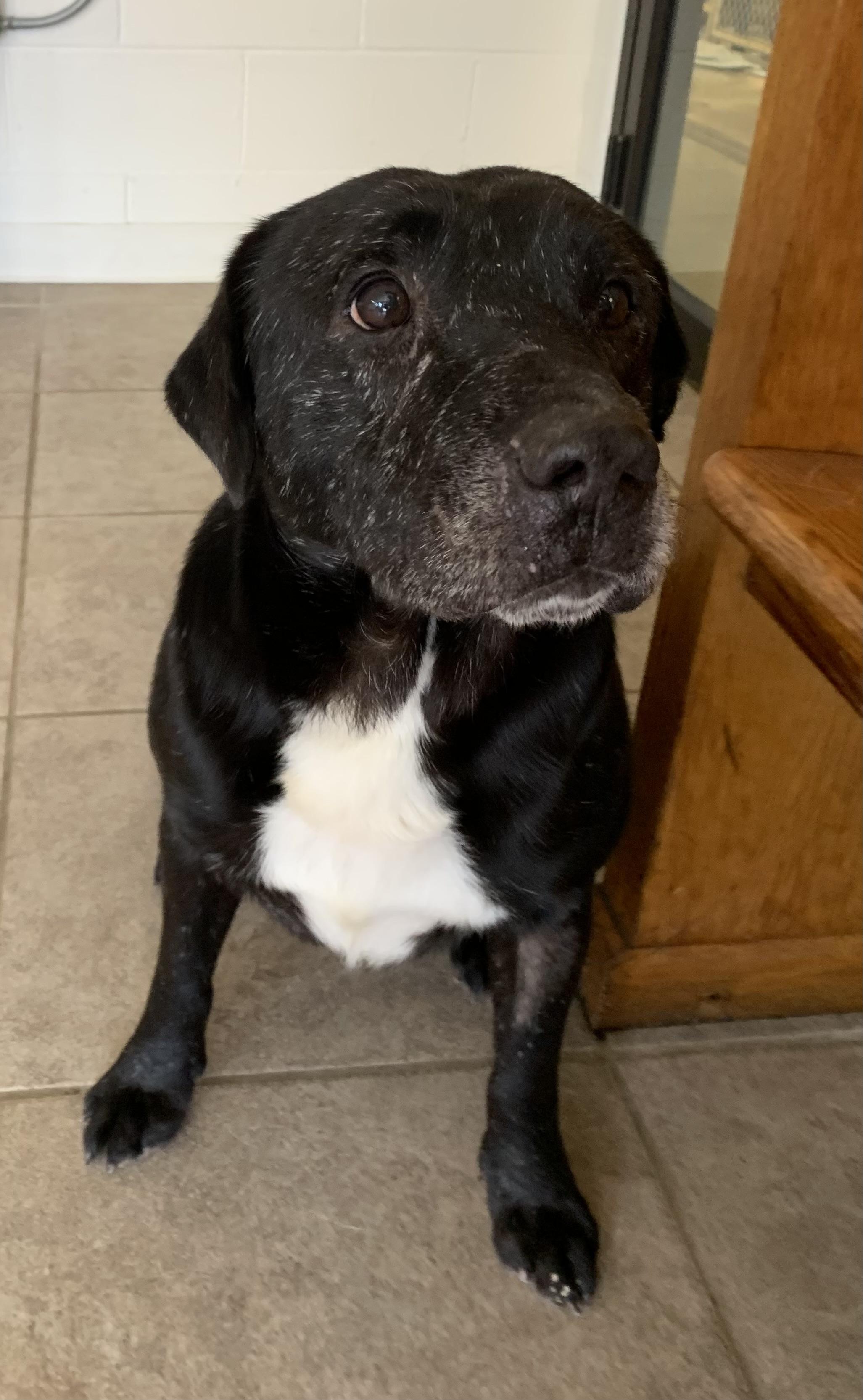 Enlarge Jeremy, a ADOPTABLE mixed breed in Massena, NY image 2/3