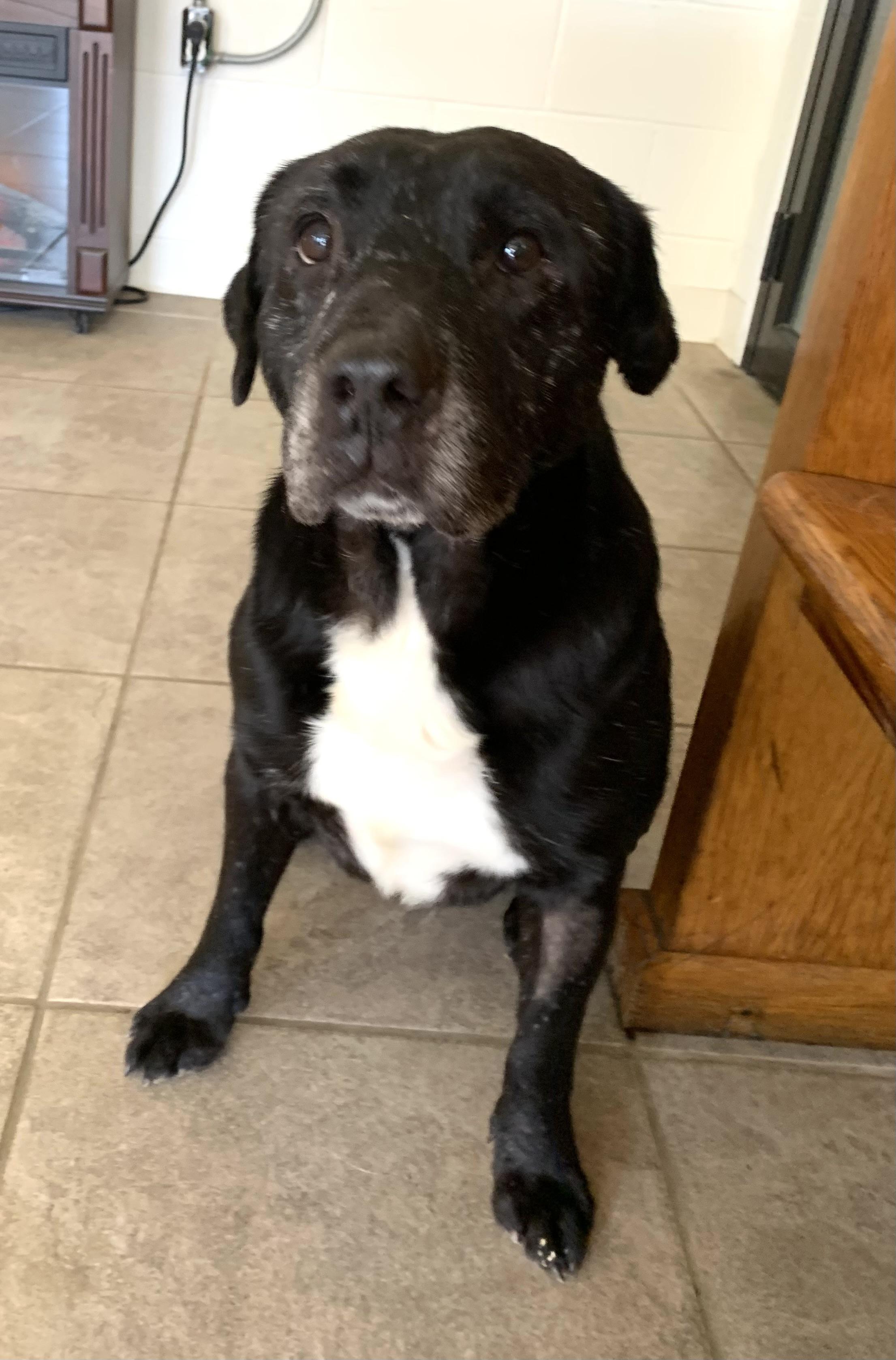 Enlarge Jeremy, a ADOPTABLE mixed breed in Massena, NY image 1/3