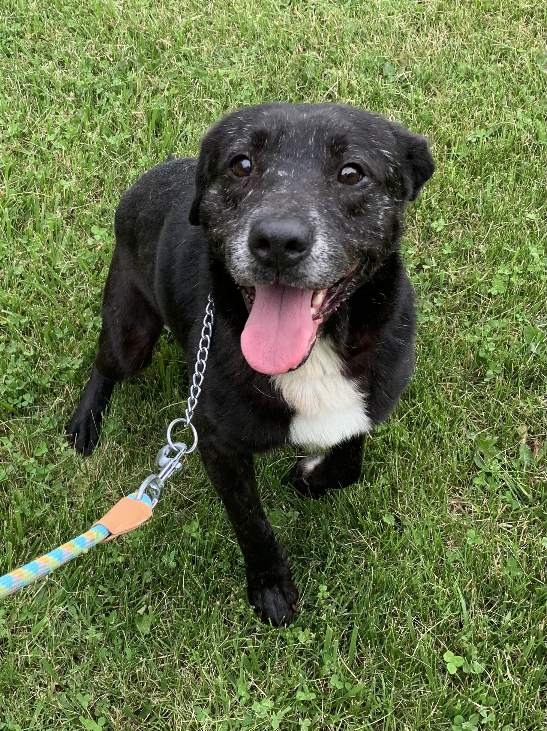 Jeremy*SPONSORED*, ADOPTABLE, Senior Male Black Labrador Retriever.