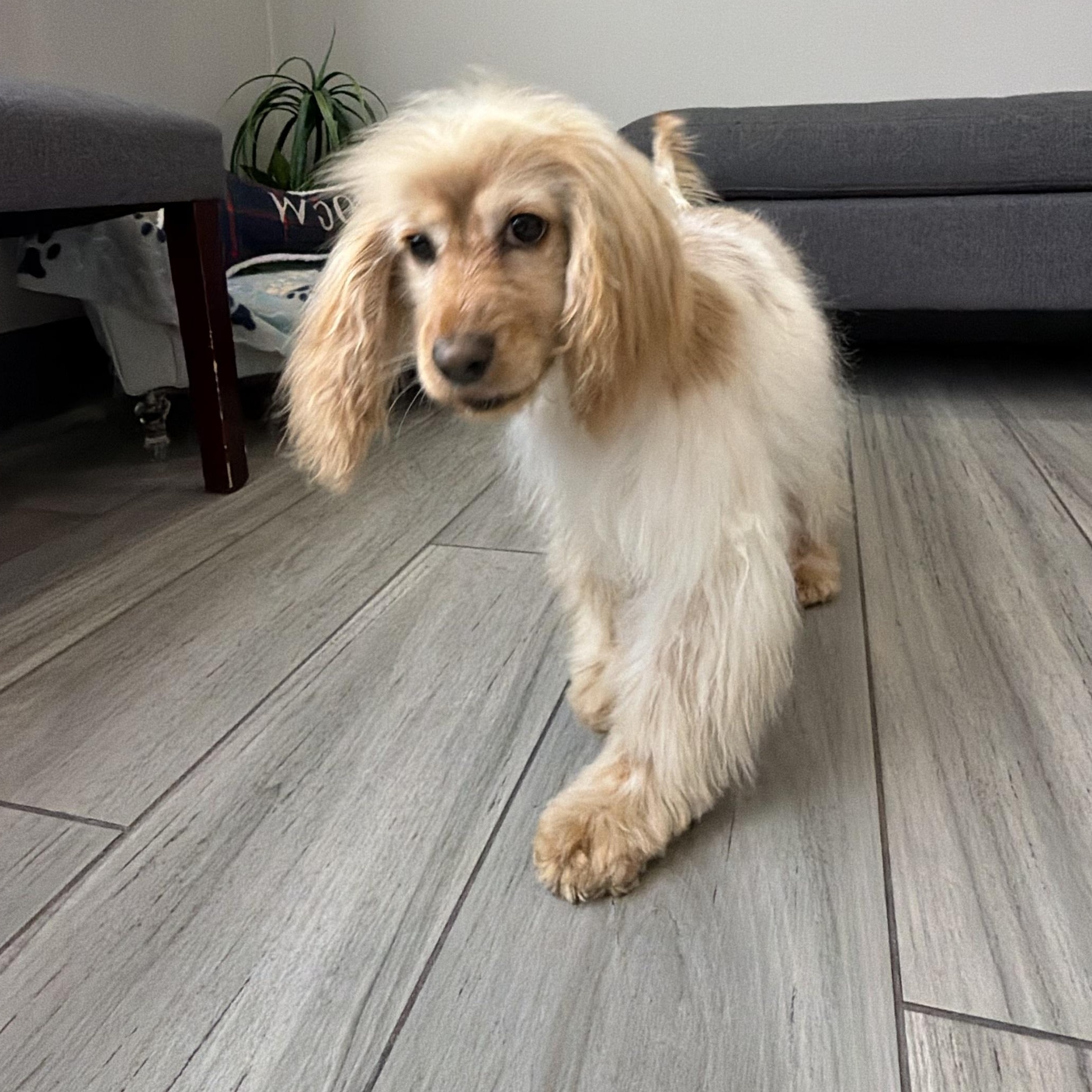 Mia, Adoptable, Young Female Cocker Spaniel.